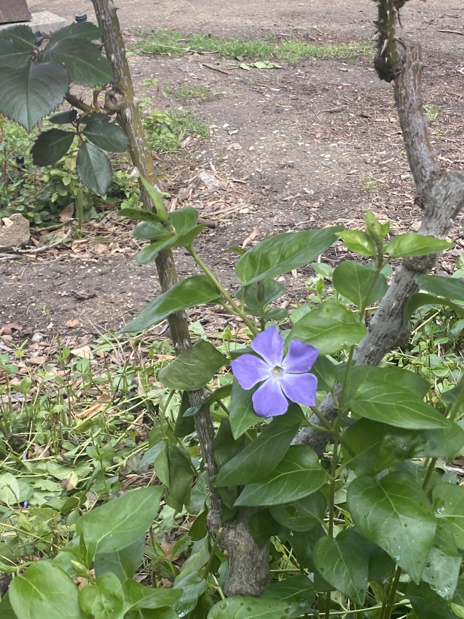 Apple iPhone 11 sample photo. Flower, purple, park photography