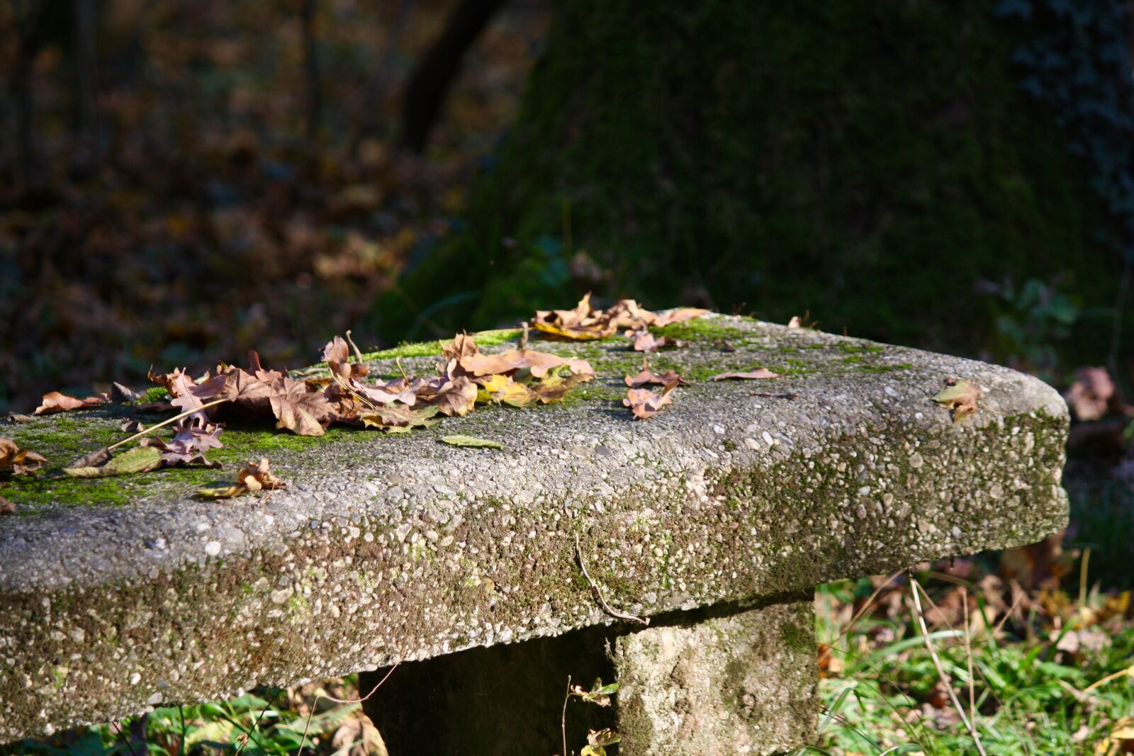 Canon EOS 1000D (EOS Digital Rebel XS / EOS Kiss F) sample photo. Bench, autumn, leaf photography