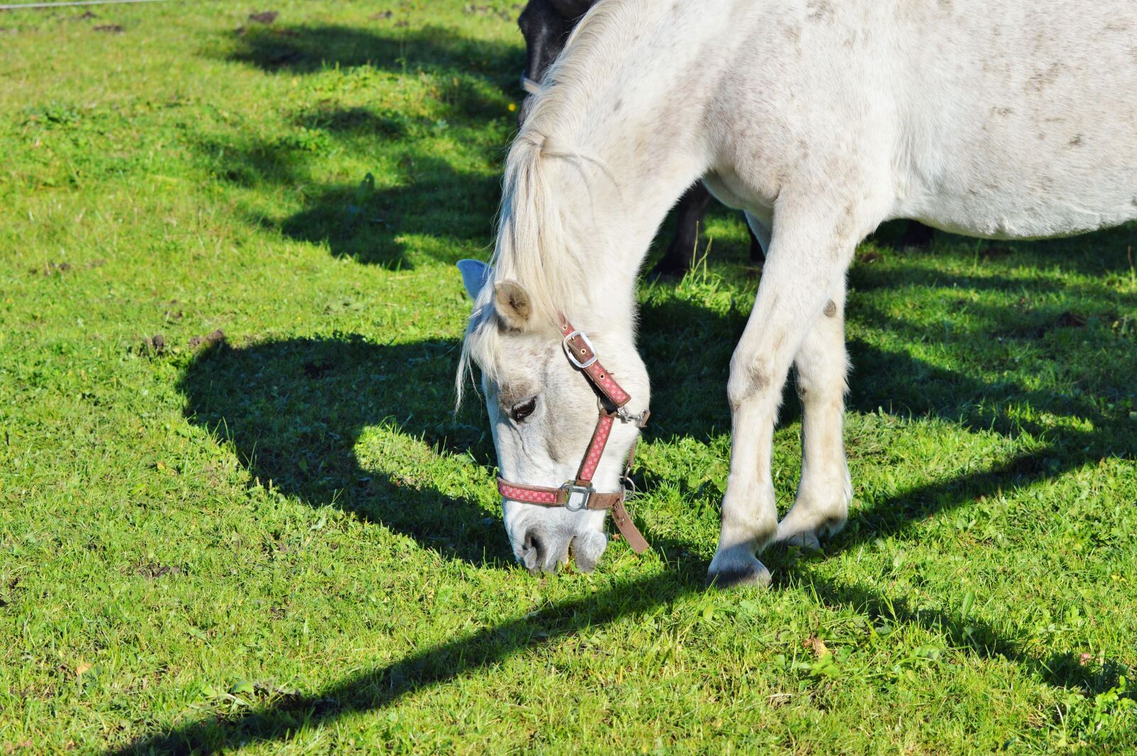 Nikon D3200 sample photo. Horse, ride, reiter photography
