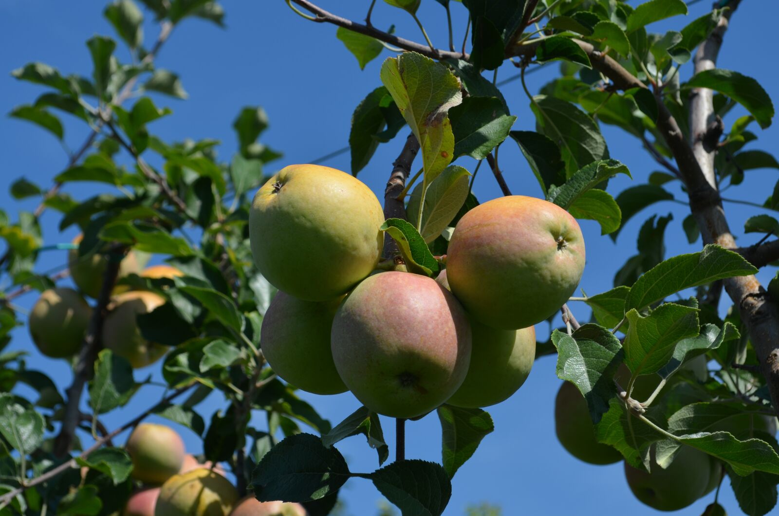 Nikon D5100 sample photo. Apple, food, fruit photography