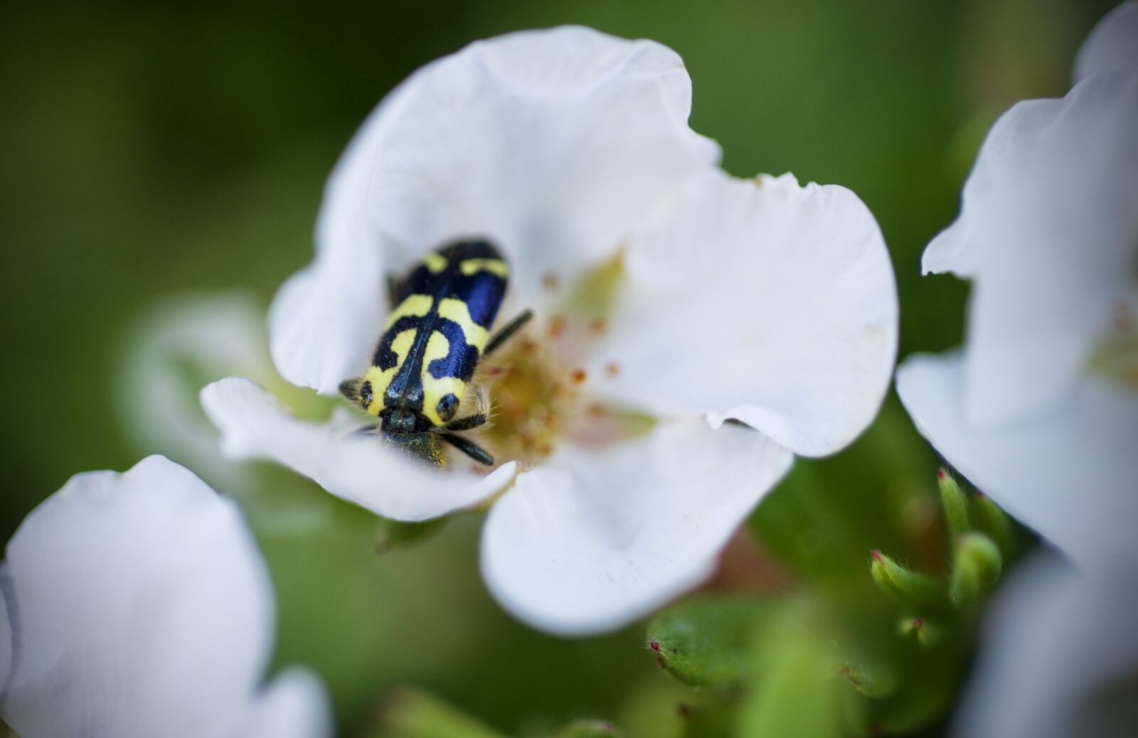 Nikon D600 sample photo. Insect, pollen, spring photography
