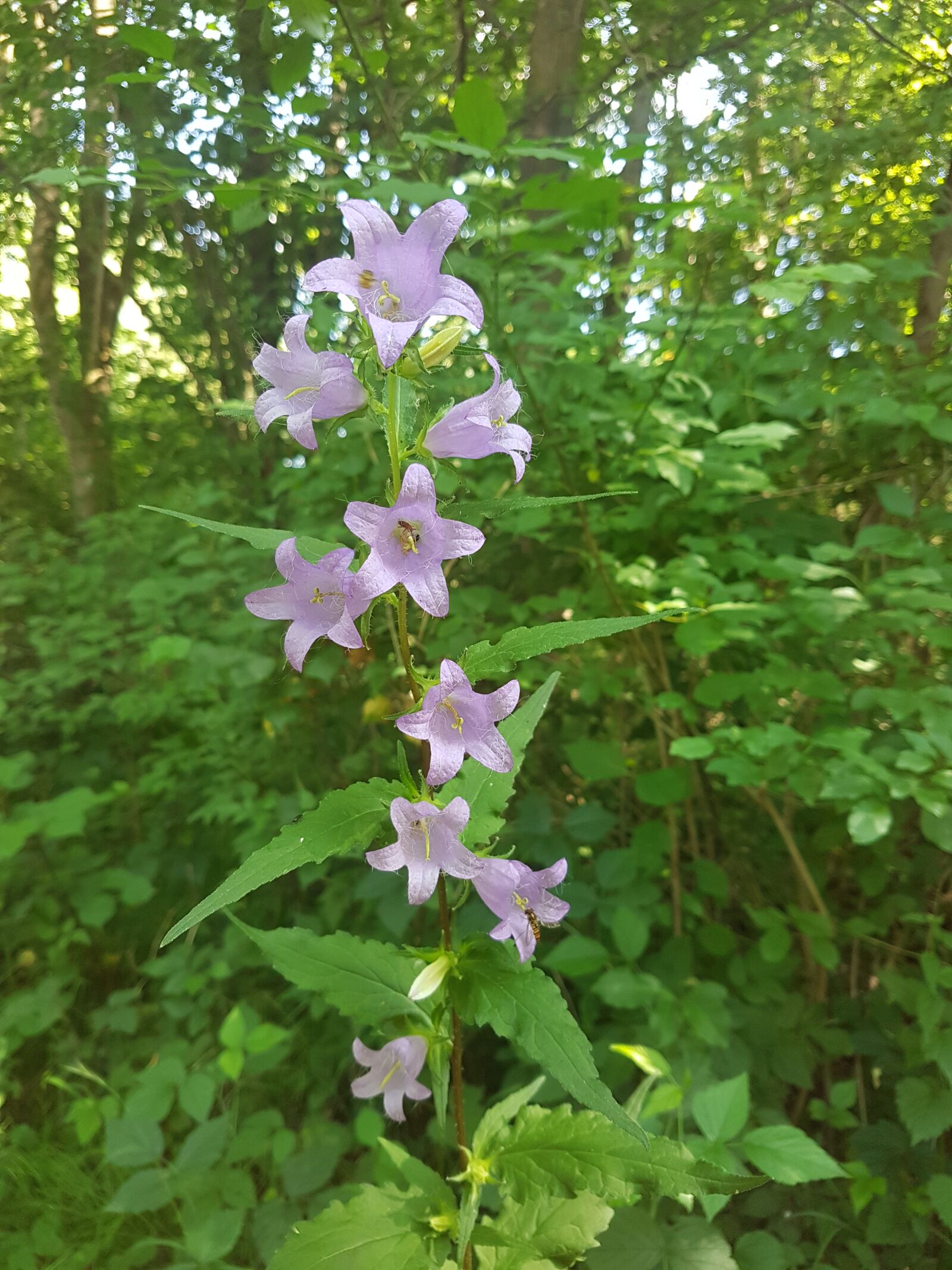 Samsung Galaxy S7 Edge sample photo. Flower, wood, nature photography