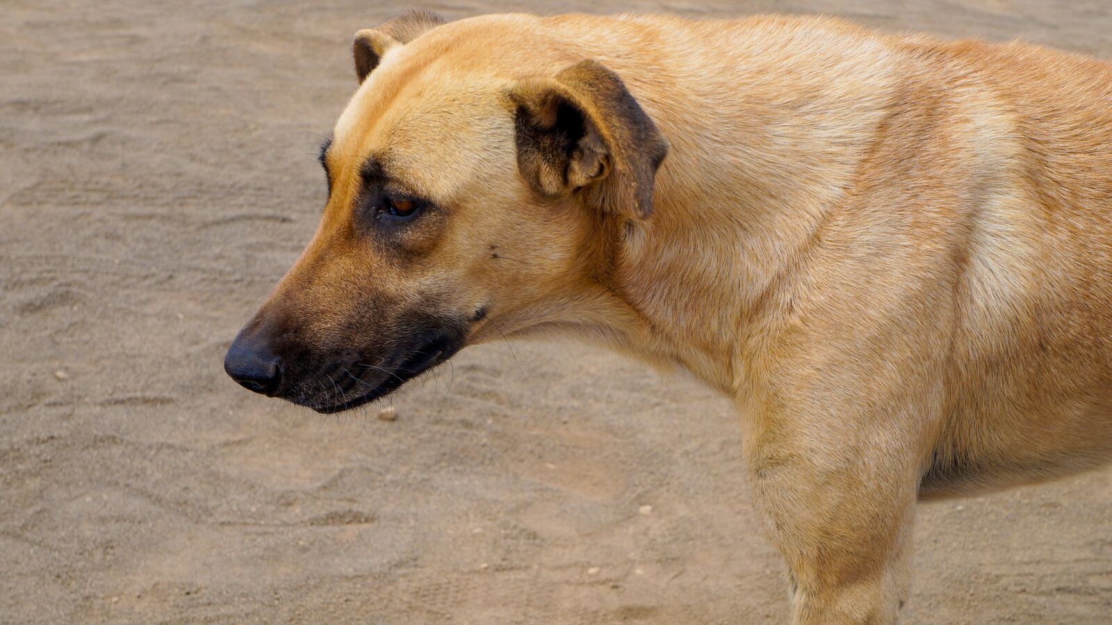Sony Alpha NEX-F3 sample photo. Dog, animal, pet photography