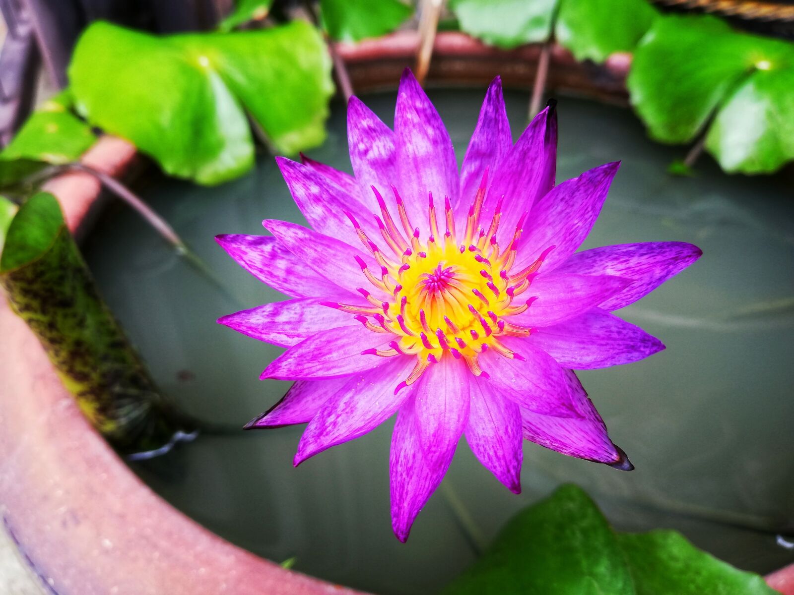 HUAWEI P20 lite sample photo. Lotus, purple, wood water photography