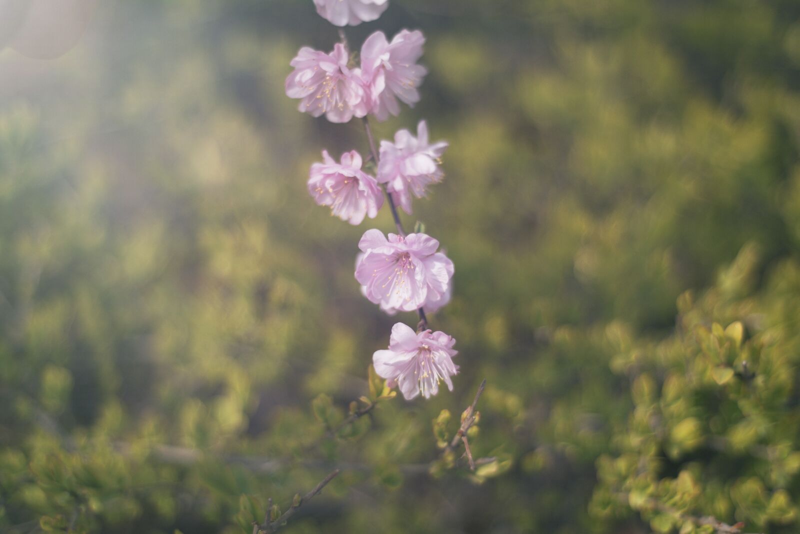 Nikon D750 sample photo. Flower, pink, petal photography