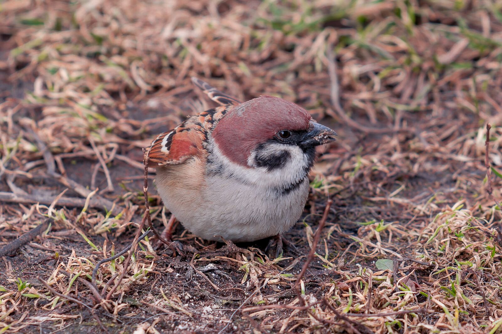 Nikon D7200 sample photo. Spring, sparrow, bird photography