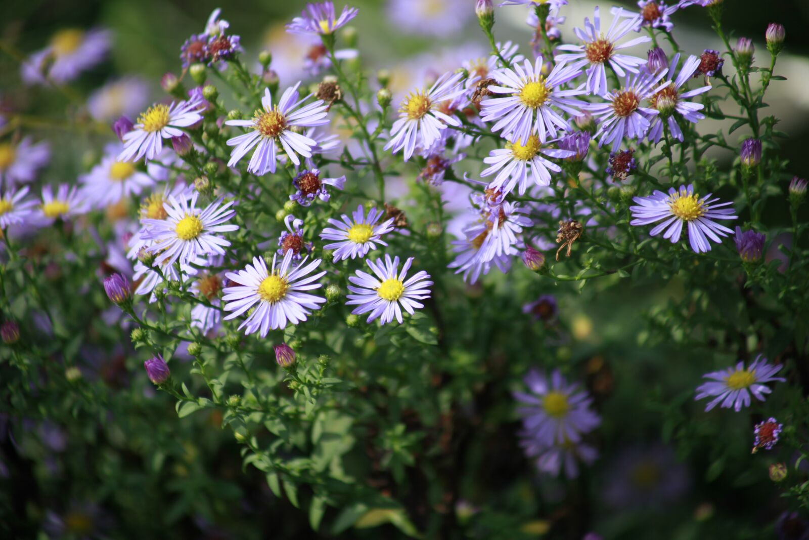 Canon EOS 5D Mark II sample photo. Daisy, flowers, summer photography