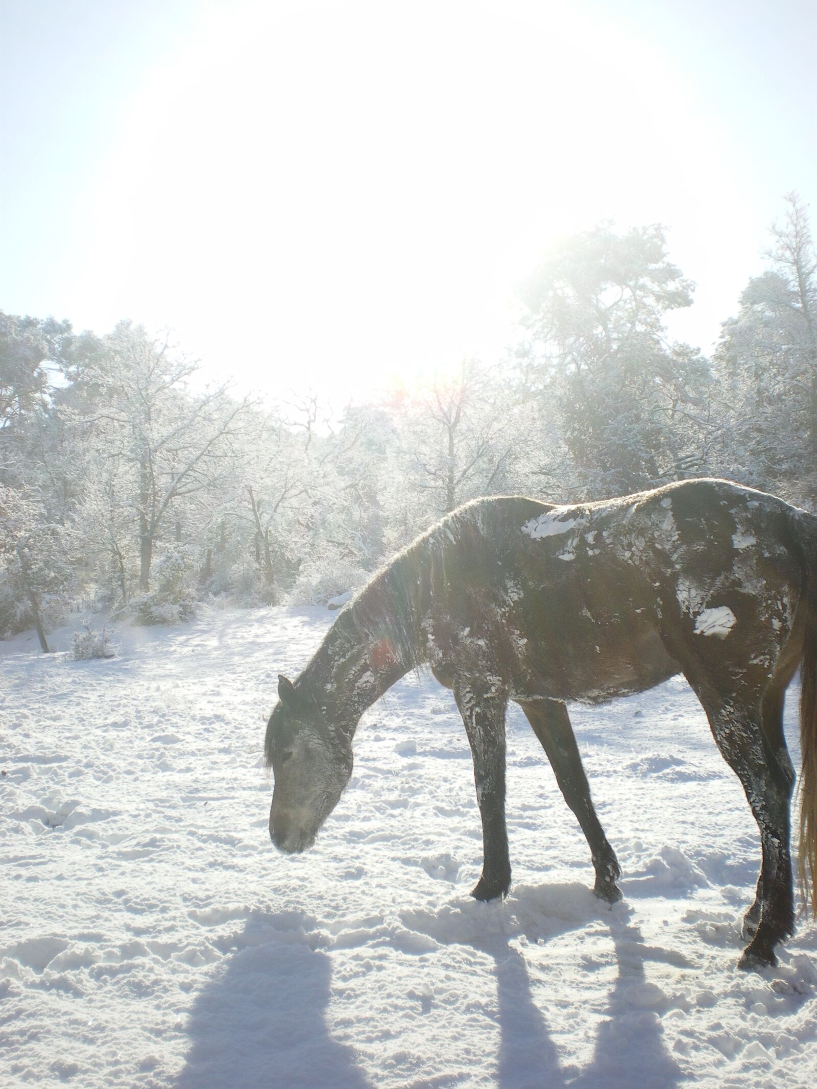 Pentax OPTIO V10 sample photo. Snow, winter, horse photography