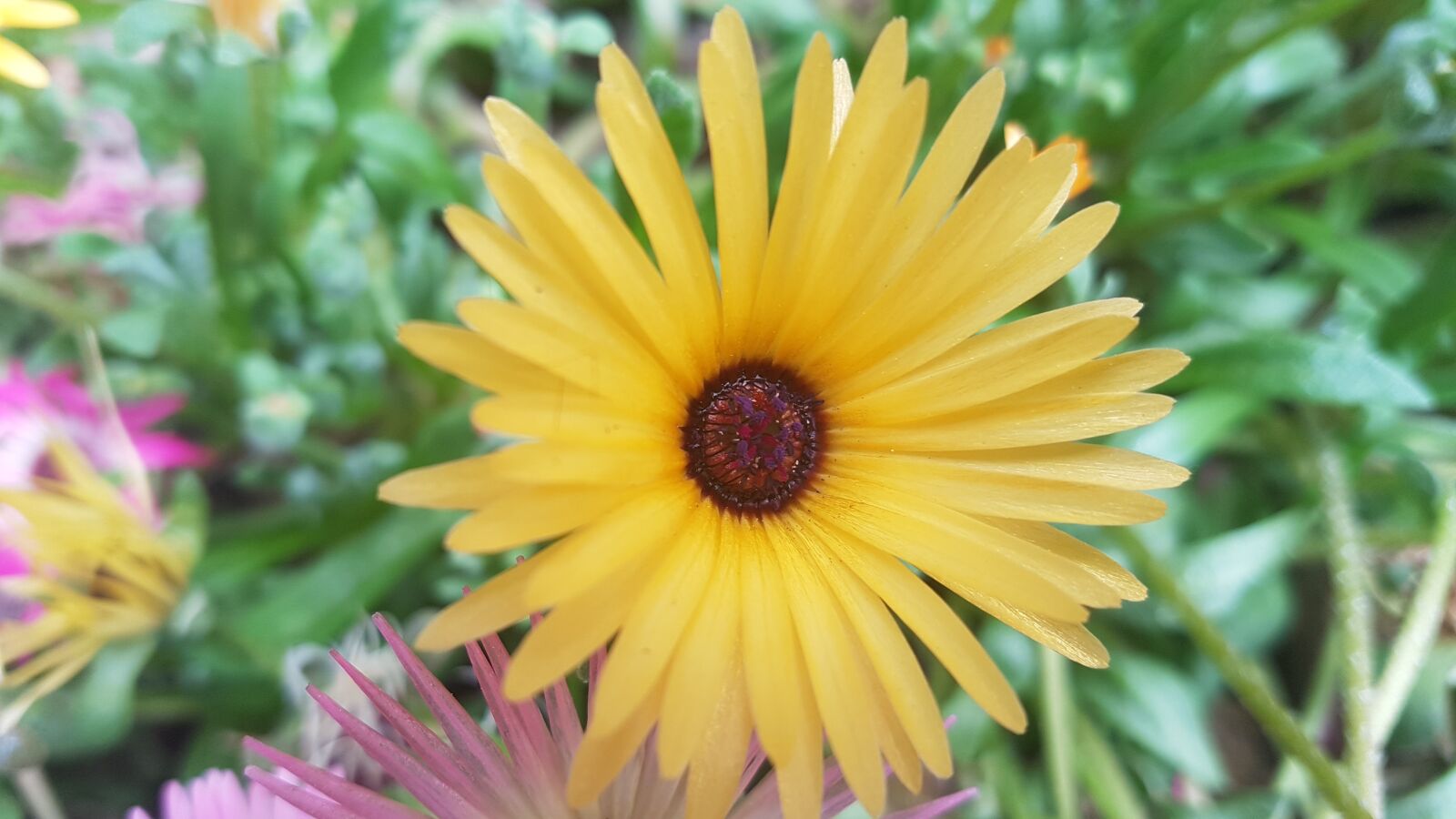 Samsung Galaxy S7 sample photo. Yellow daisy, yellow flower photography