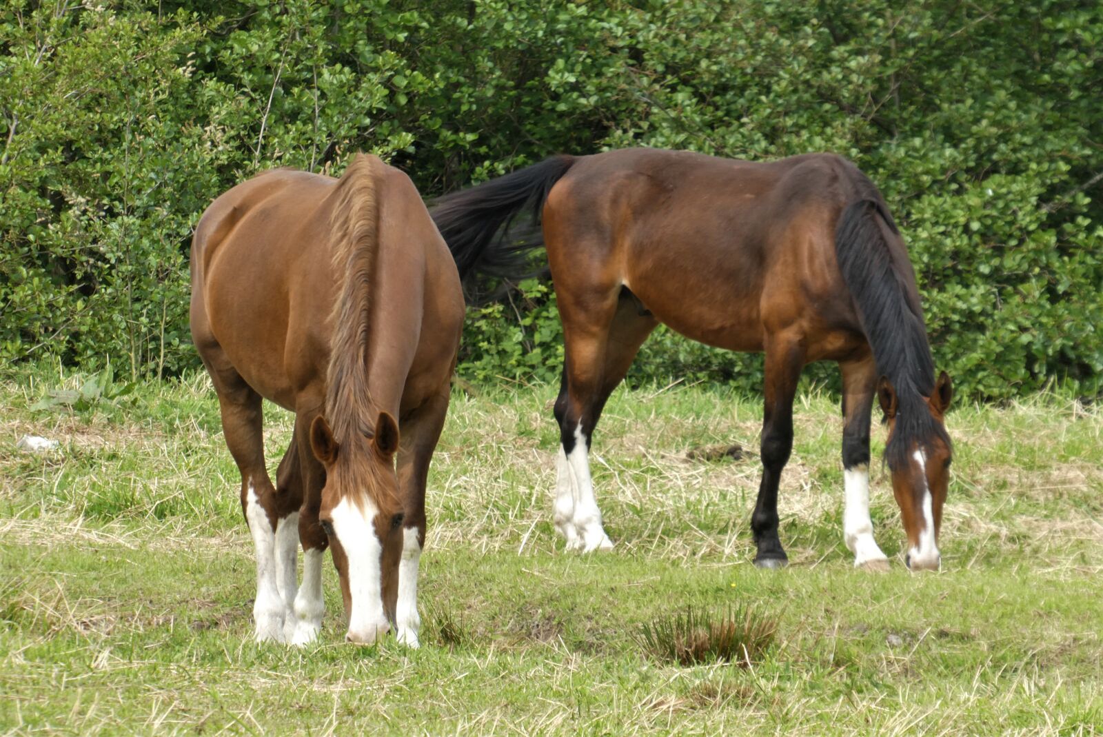 Panasonic Lumix DC-ZS70 (Lumix DC-TZ90) sample photo. Horses, pasture, landscape photography