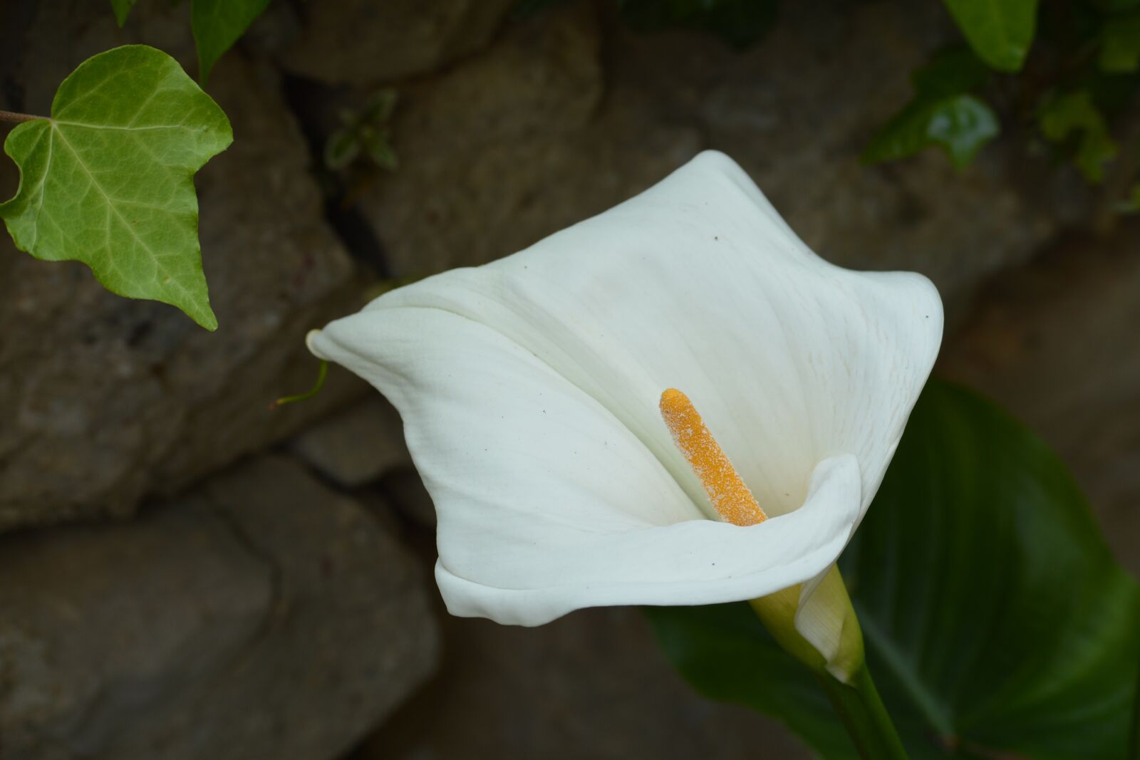 Nikon D3200 sample photo. Nature, flower, white photography