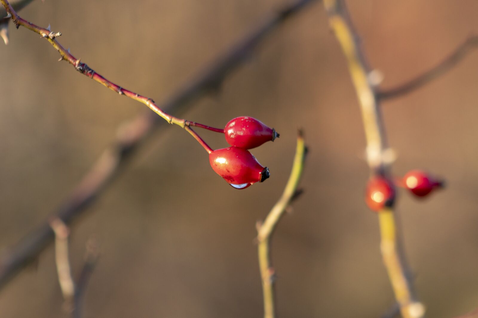 Canon EF75-300mm f/4-5.6 sample photo. Wildflower, rosehips, brian photography