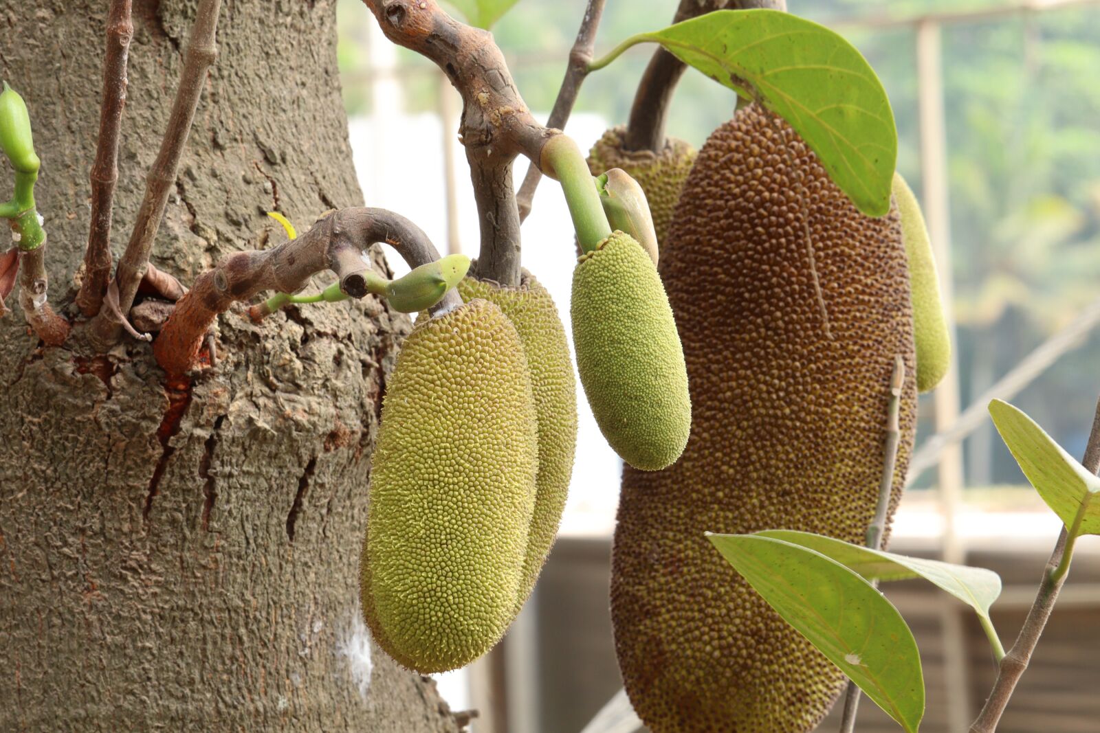 Canon EOS 250D (EOS Rebel SL3 / EOS Kiss X10 / EOS 200D II) sample photo. Jackfruit, kerala, fruit photography