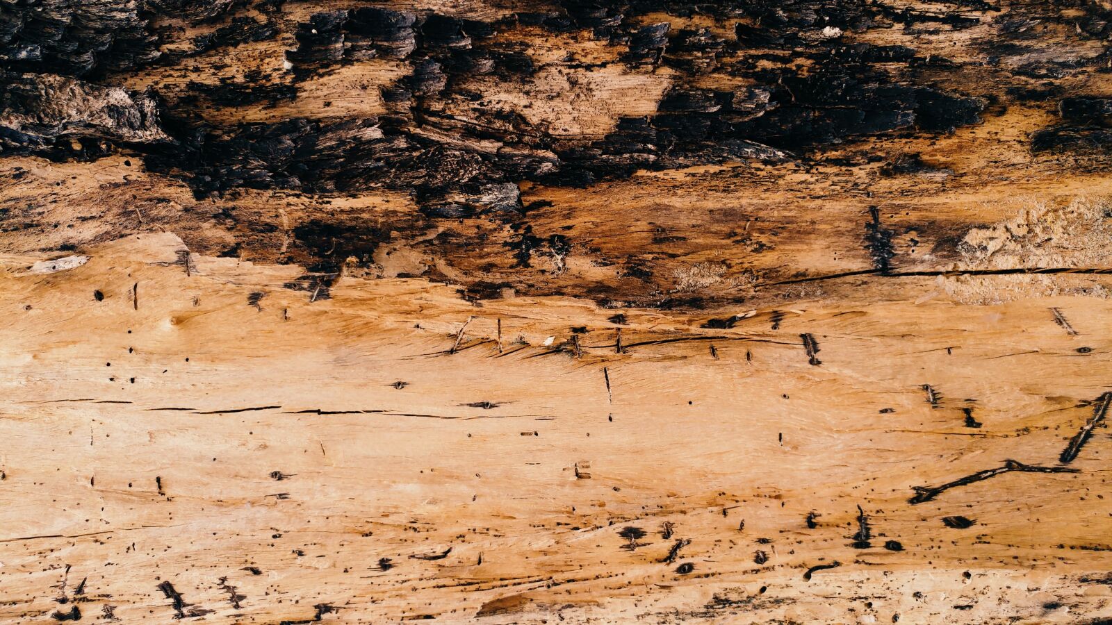 LG G5 sample photo. Bark, textures, wood photography