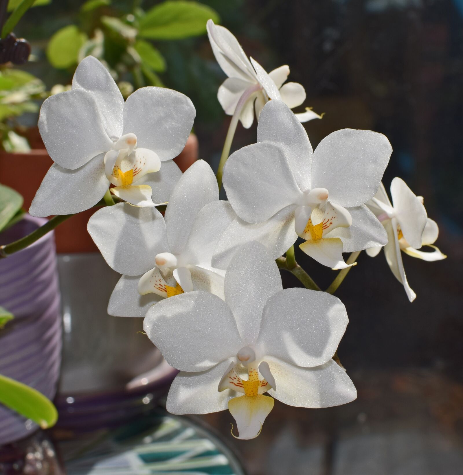 Nikon D3300 sample photo. Hybrid phalaenopsis, phalaenopsis, orchid photography