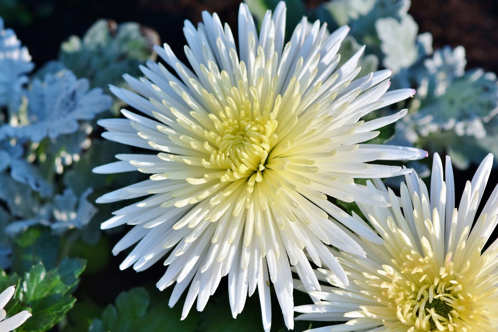 Nikon D7200 sample photo. Aster, white aster, bloom photography