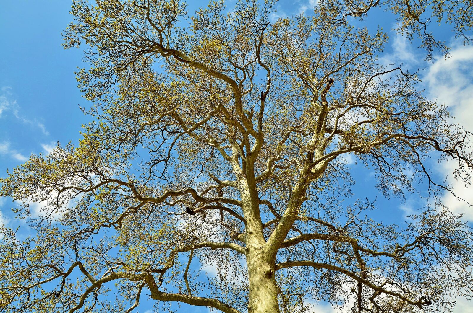 Nikon D7000 sample photo. Tree, landscape, nature photography