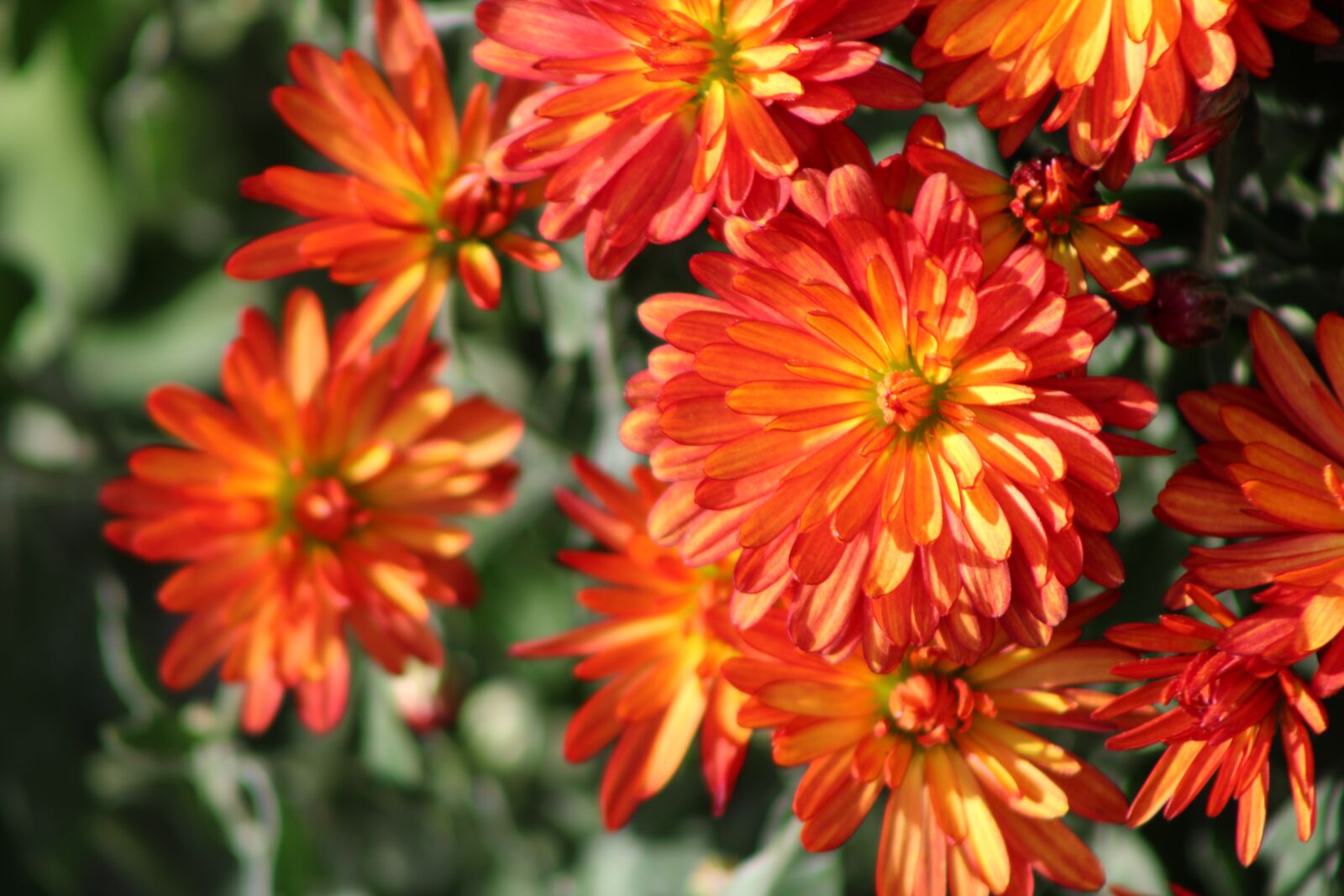 Canon EOS 2000D (EOS Rebel T7 / EOS Kiss X90 / EOS 1500D) sample photo. Orange flowers, chrysanthemums, chrysanthemum photography