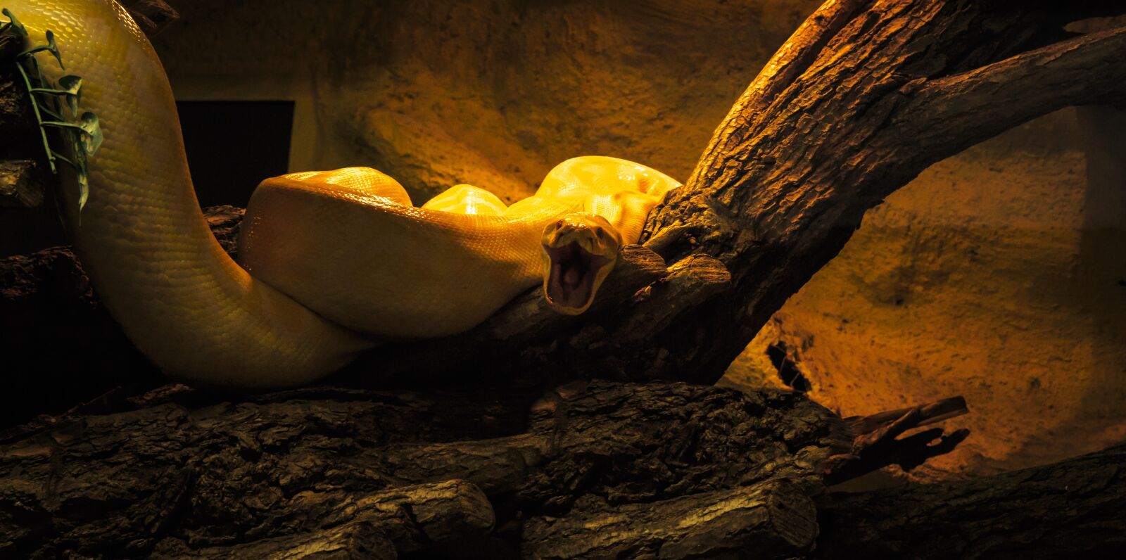 Canon EOS 650D (EOS Rebel T4i / EOS Kiss X6i) sample photo. Snake, aggressive, reptile photography