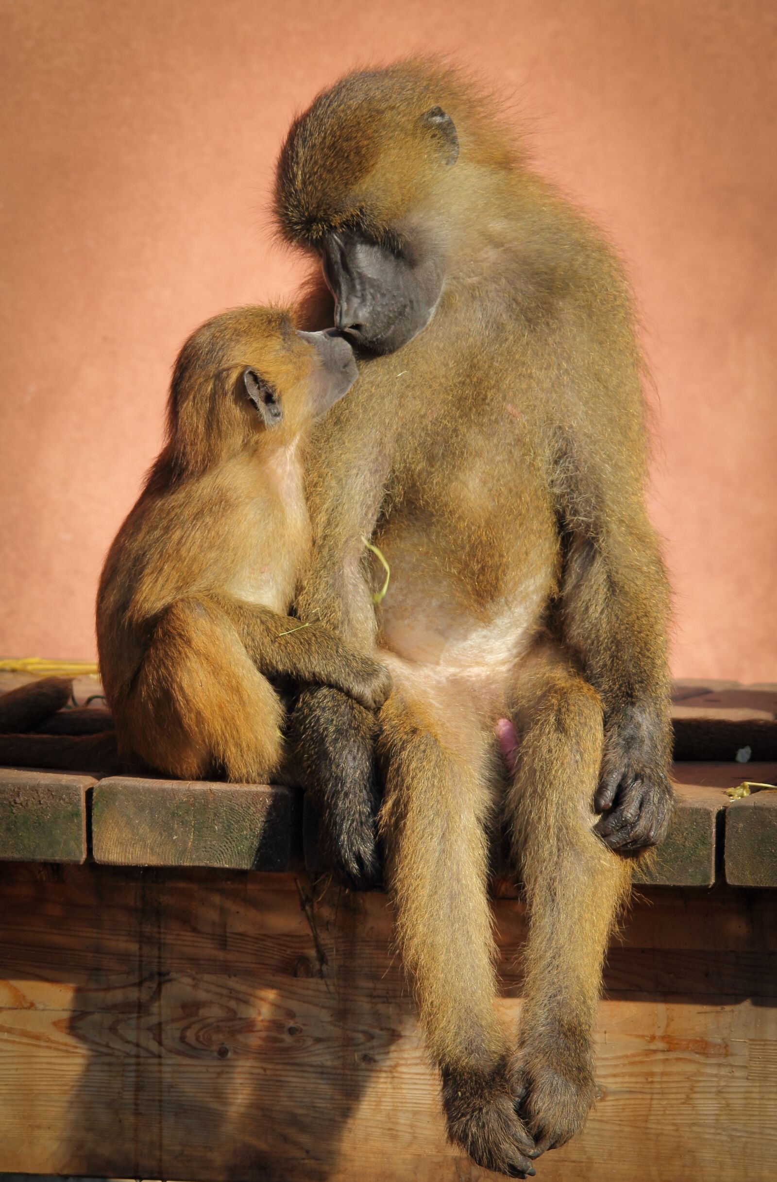 Canon EOS 550D (EOS Rebel T2i / EOS Kiss X4) sample photo. Ape, baboon, love photography