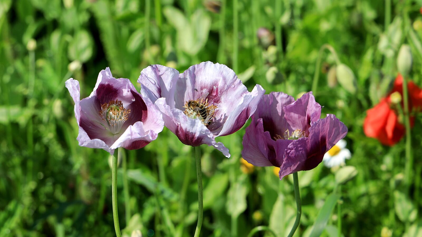 Canon EOS R sample photo. Poppy, poppy flower, field photography
