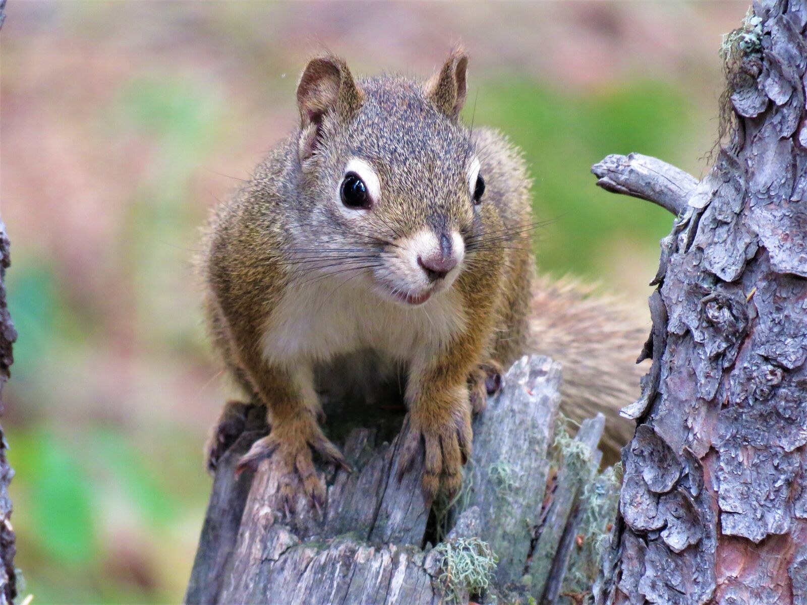 Canon PowerShot SX60 HS sample photo. Squirrel, tree, rodent photography