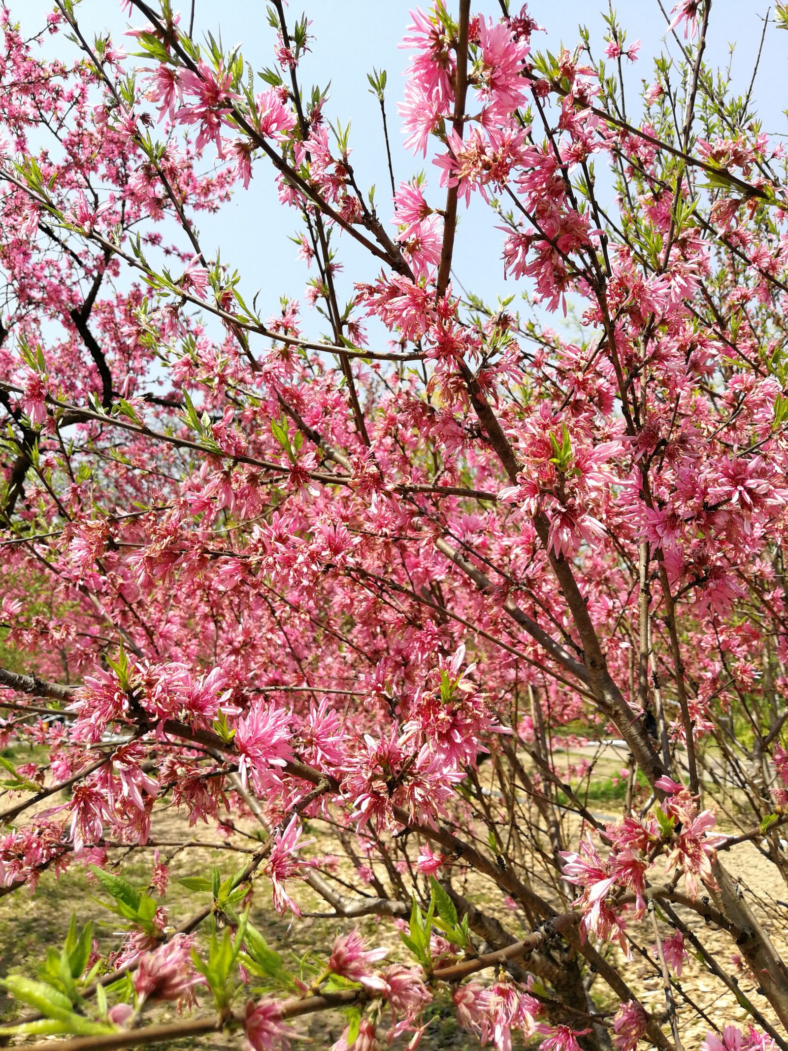 HUAWEI P10 Plus sample photo. Tree, branch, cherry wood photography