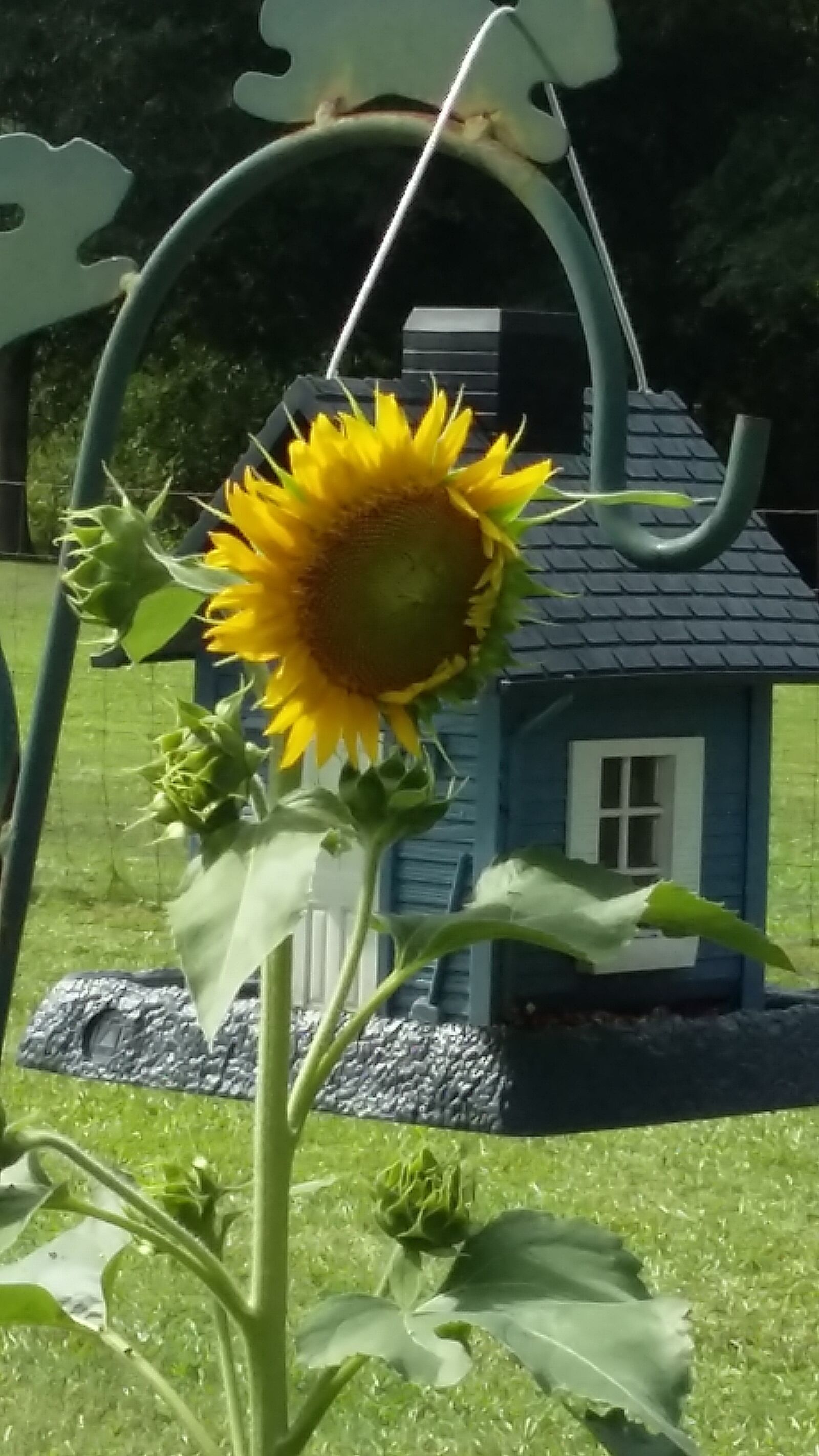 Samsung Galaxy Grand Prime sample photo. Sunflower, yellow, bloom photography