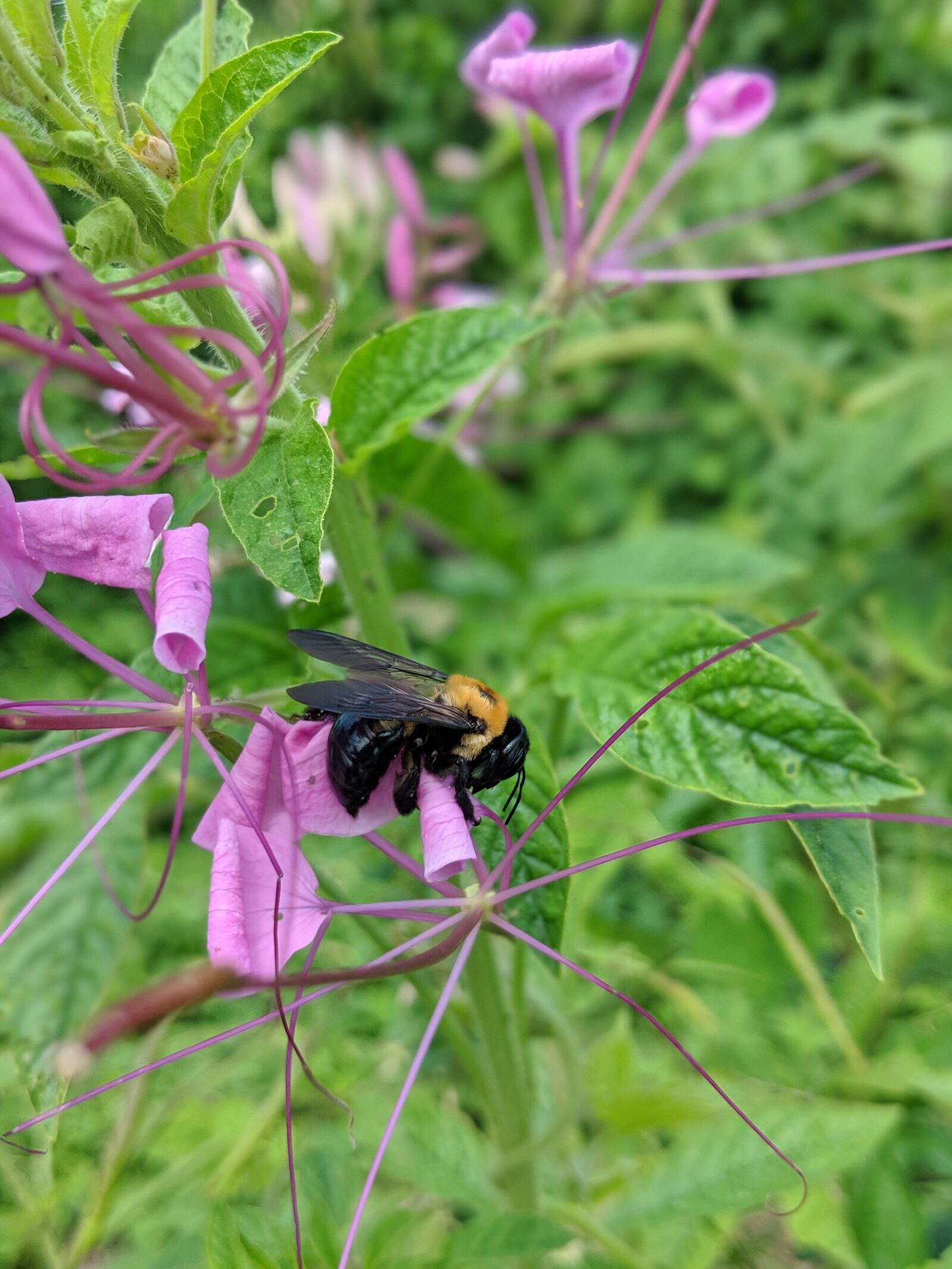 Google Pixel 2 sample photo. Bee, honey, blossom photography