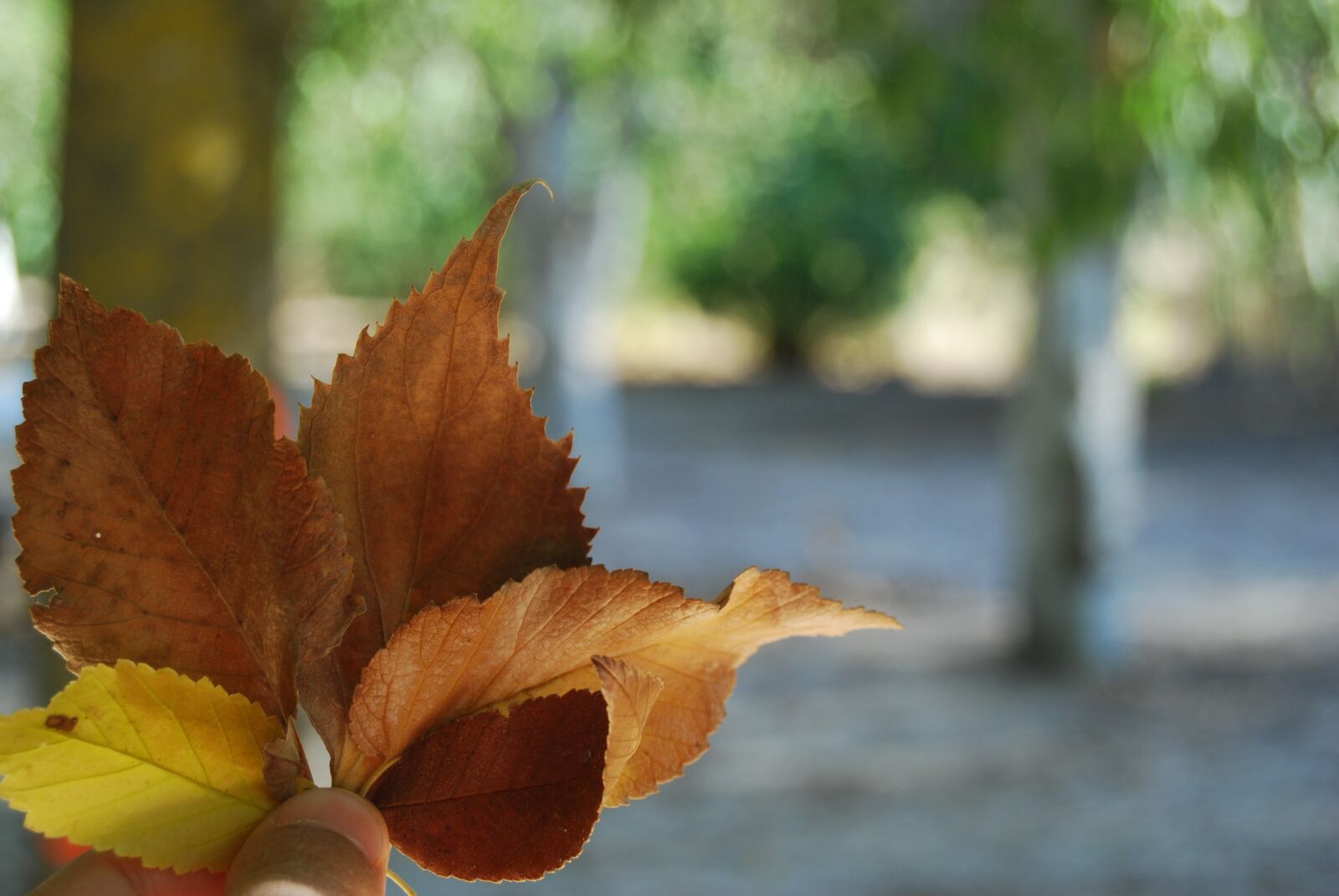 Nikon D40X sample photo. Autumn, leaves, nature photography
