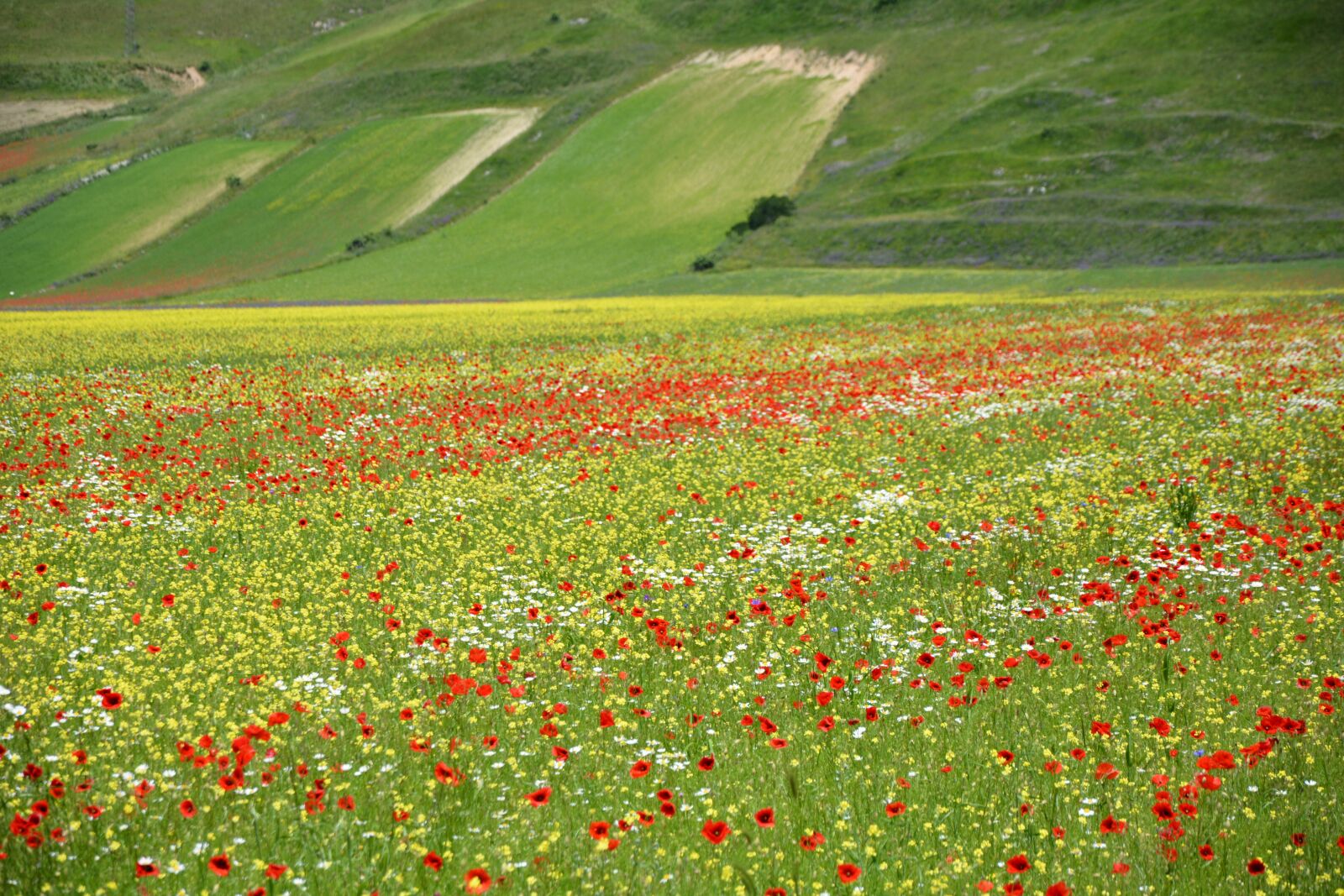 Nikon D7100 sample photo. Bloom, castellucccio of norcia photography