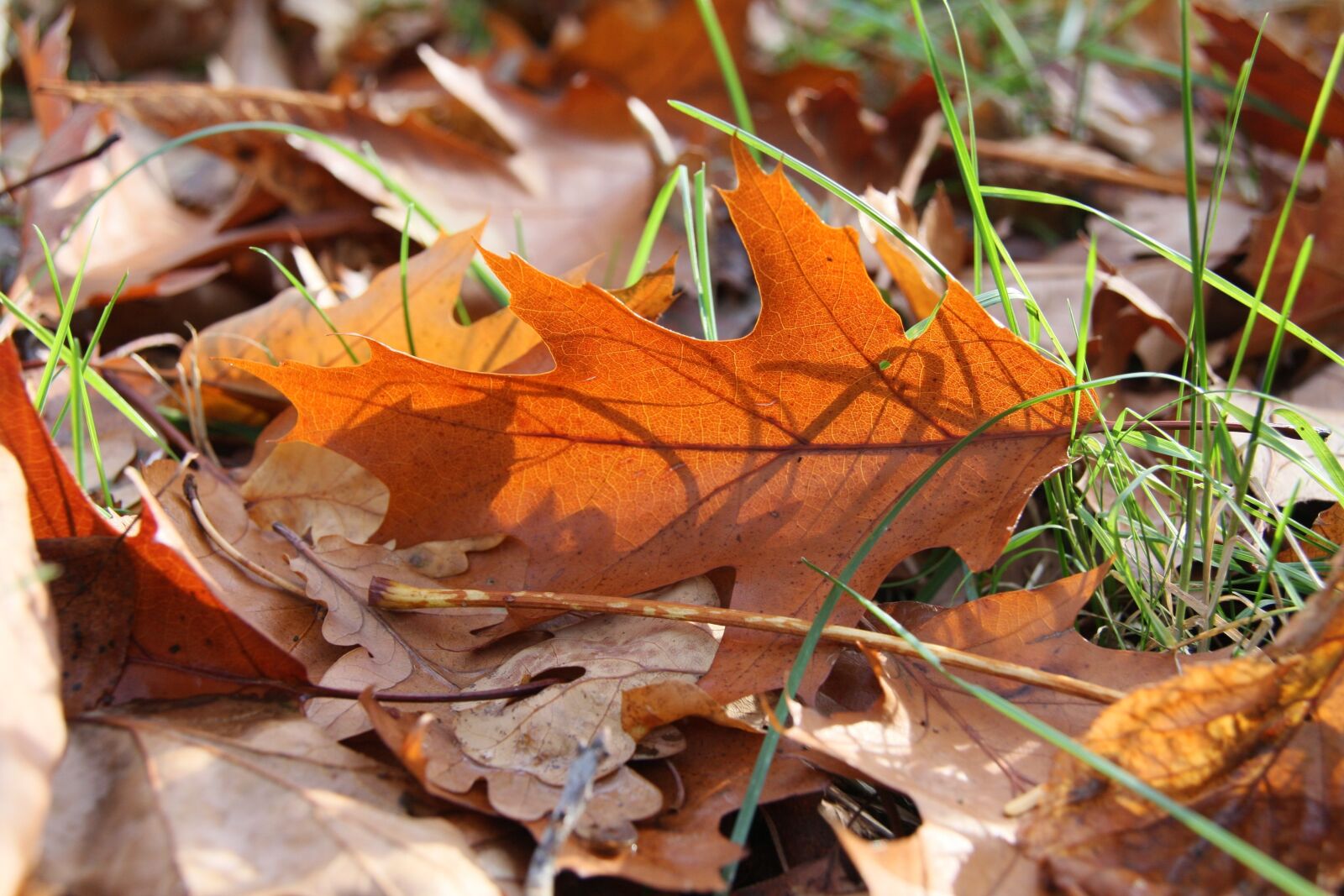 Canon EOS 40D sample photo. Leaf, sunshine, autumn photography