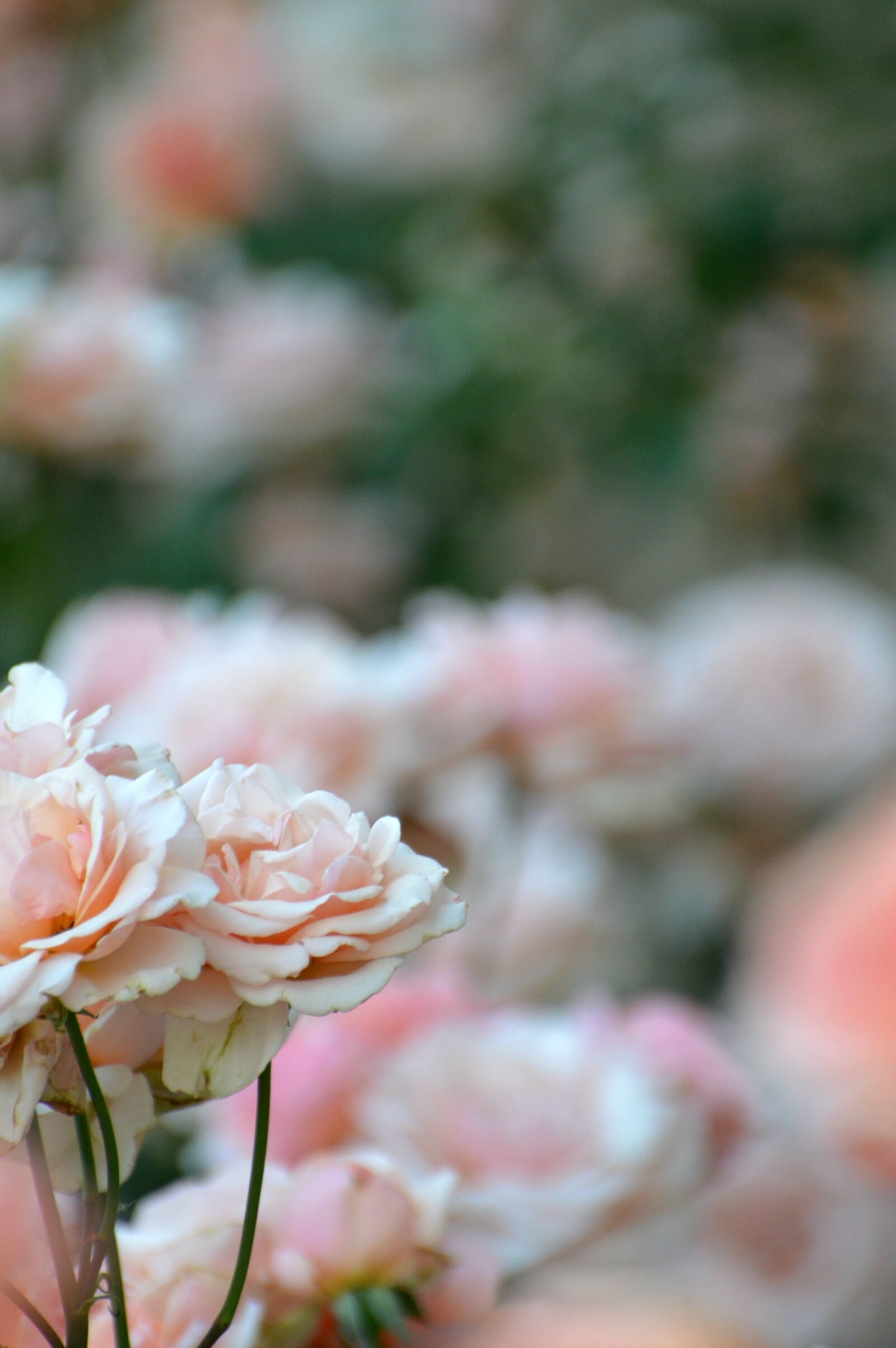 Nikon D3200 sample photo. Roses, pink, garden photography