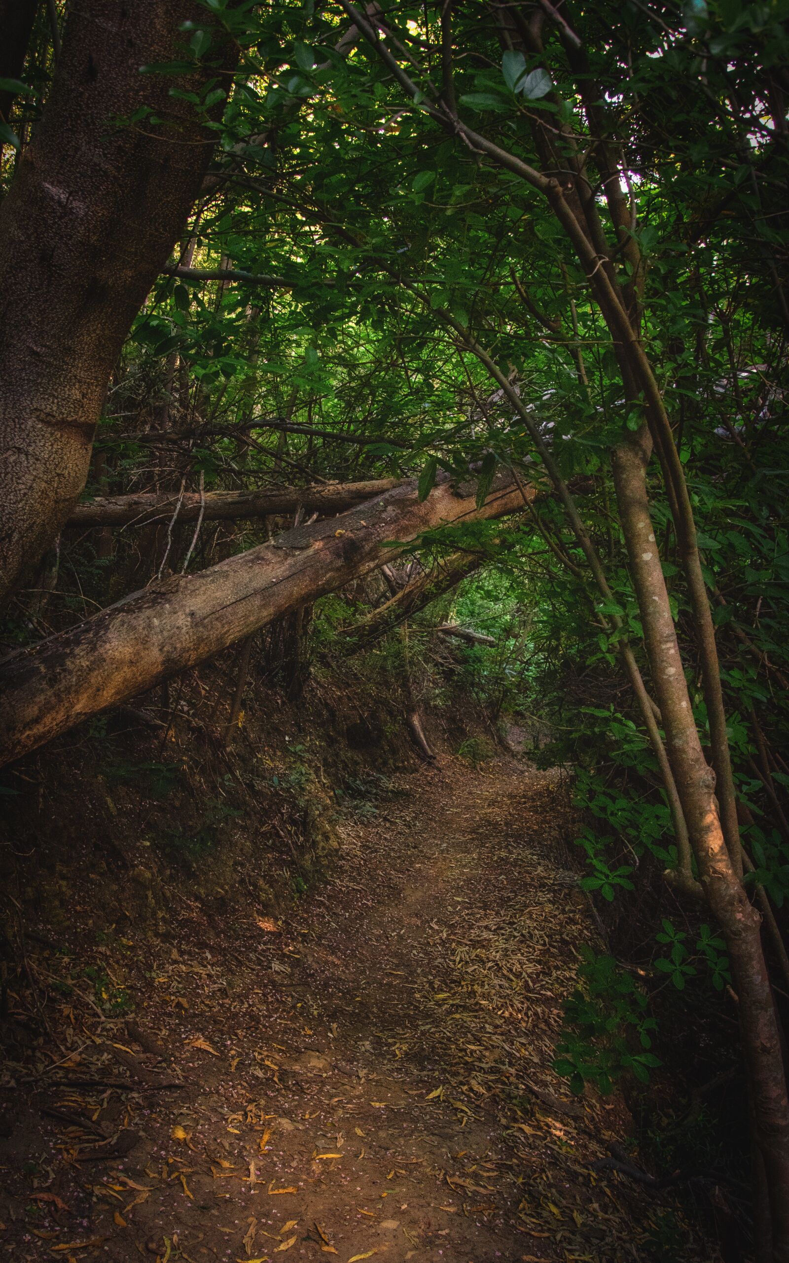 Nikon D7000 sample photo. Forest, path, trail photography