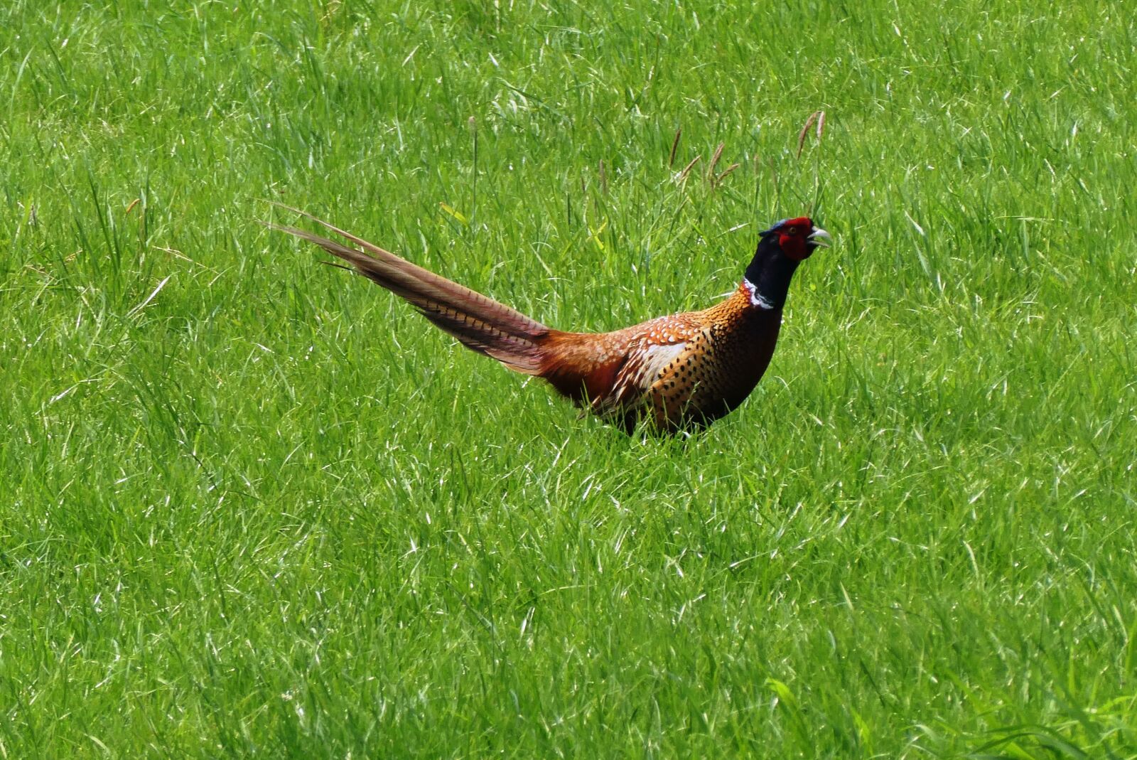 Panasonic Lumix DC-ZS70 (Lumix DC-TZ90) sample photo. Pheasant, whey, grass photography