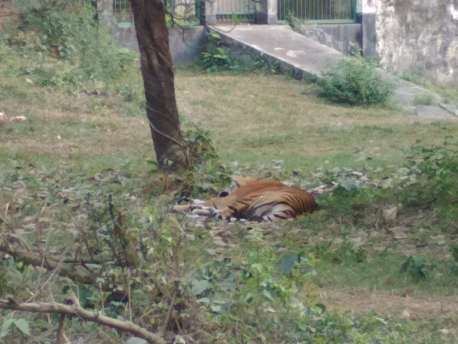 Xiaomi Redmi 4X sample photo. Zoo, animal, tiger photography