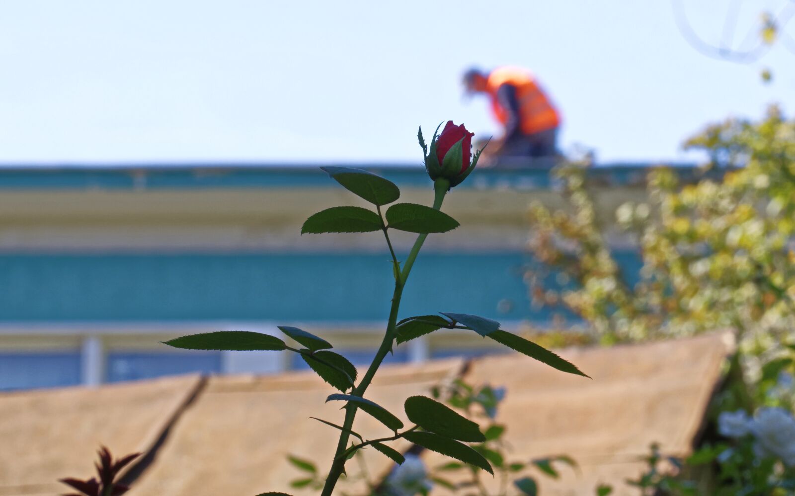 Nikon D5300 sample photo. Flower, rose, red photography