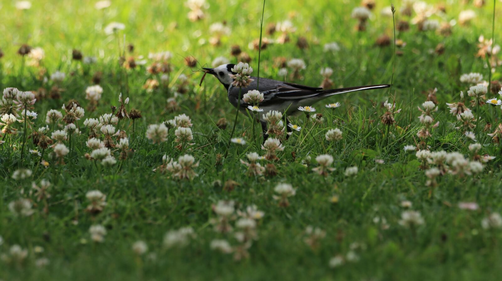 150-600mm F5-6.3 DG OS HSM | Contemporary 015 sample photo. Bird, grass, meadow photography