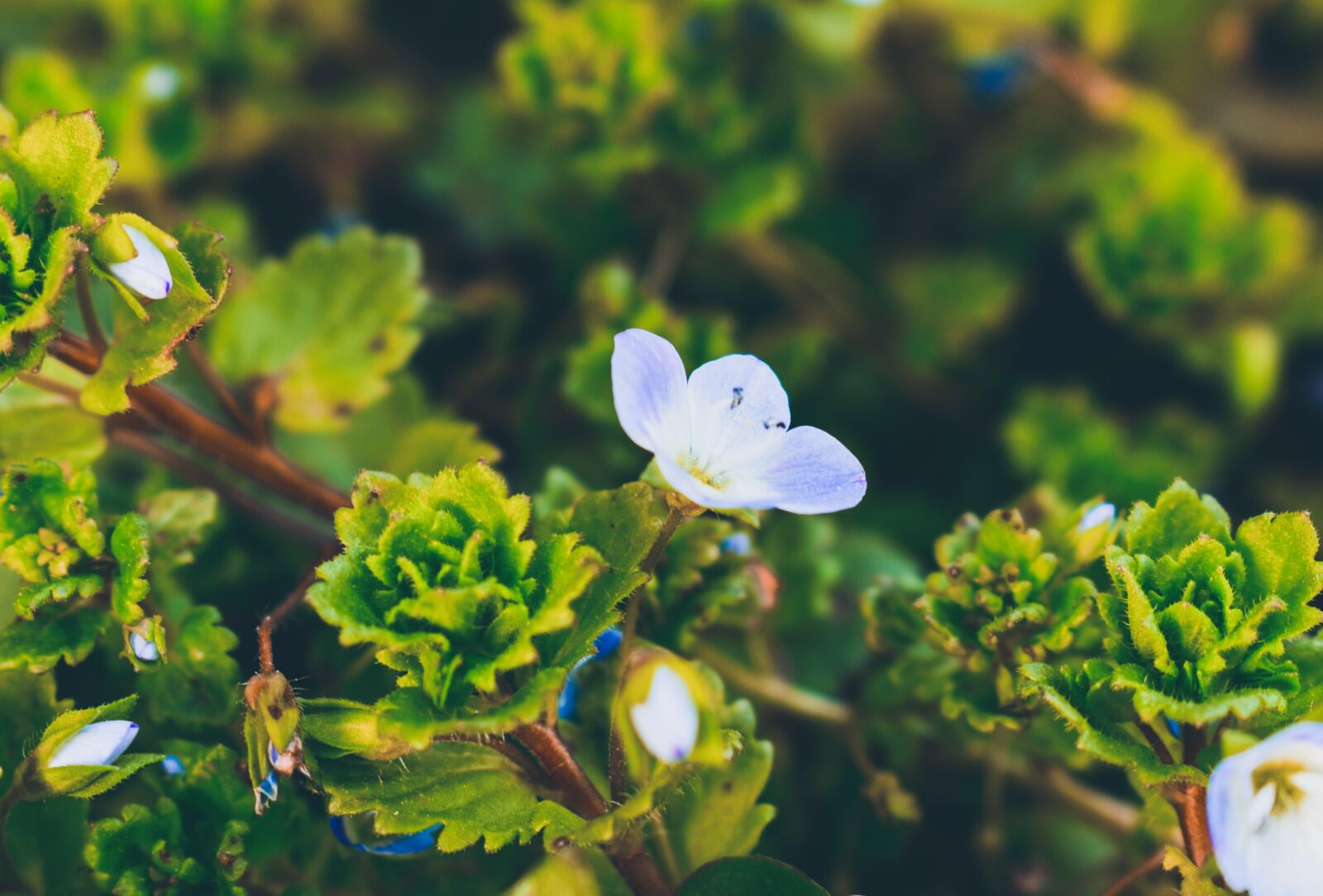 Nikon D3500 sample photo. Spring, nature, flower photography