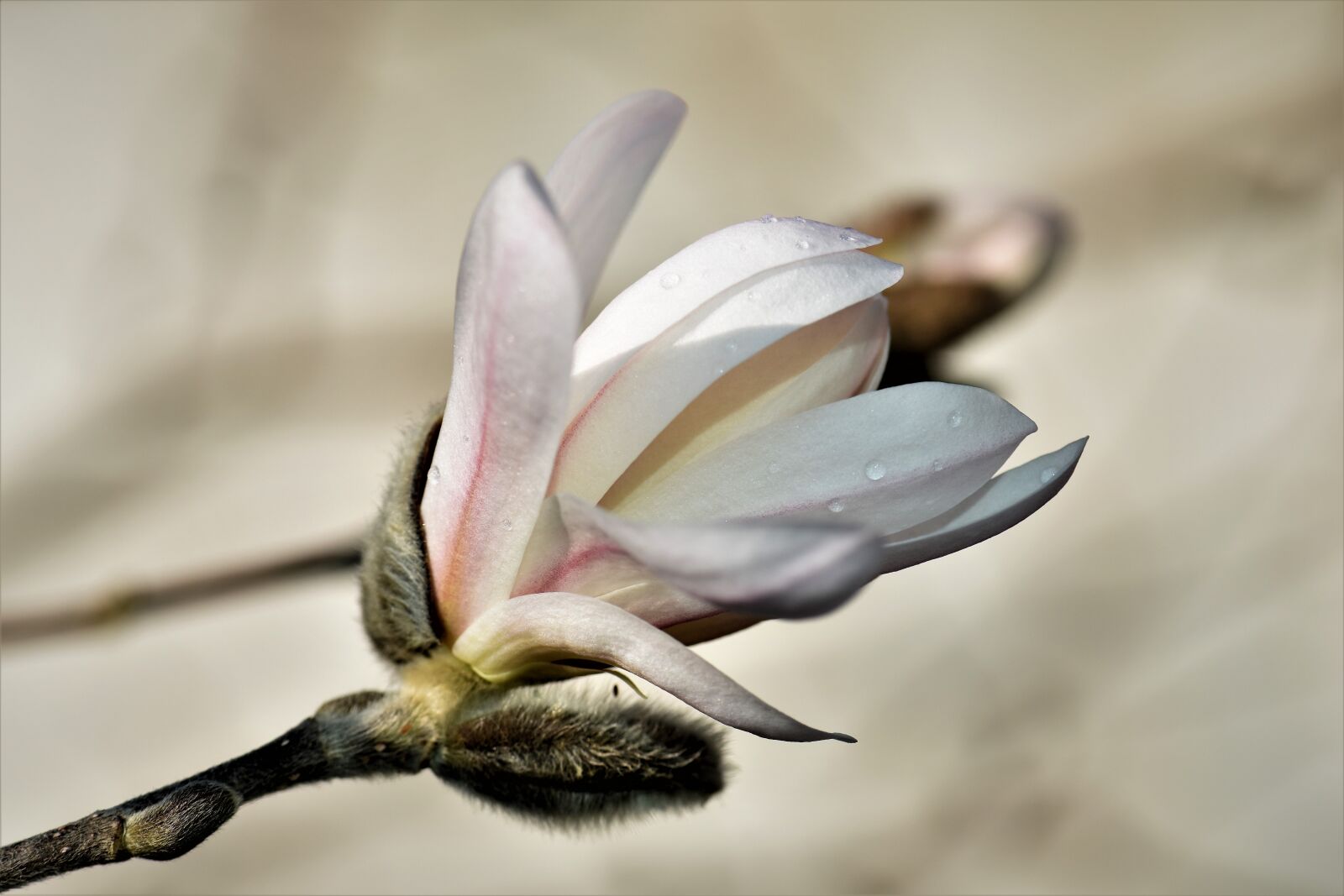 Nikon D5500 sample photo. Magnolia, plant, flower photography