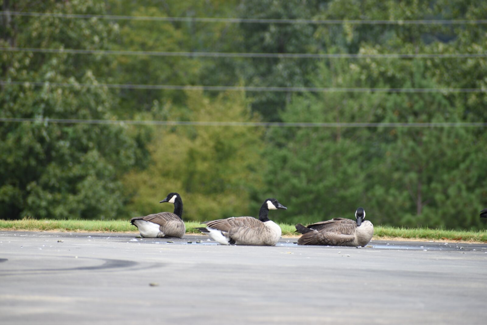 Nikon D3500 sample photo. Geese, birds, animals photography