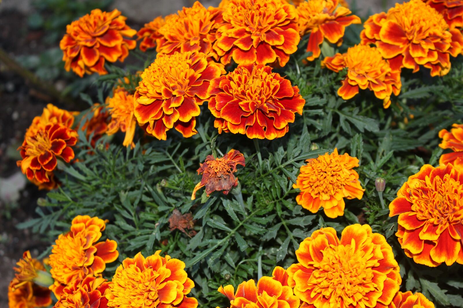 Canon EOS 600D (Rebel EOS T3i / EOS Kiss X5) sample photo. Flowers, nature, bloom photography