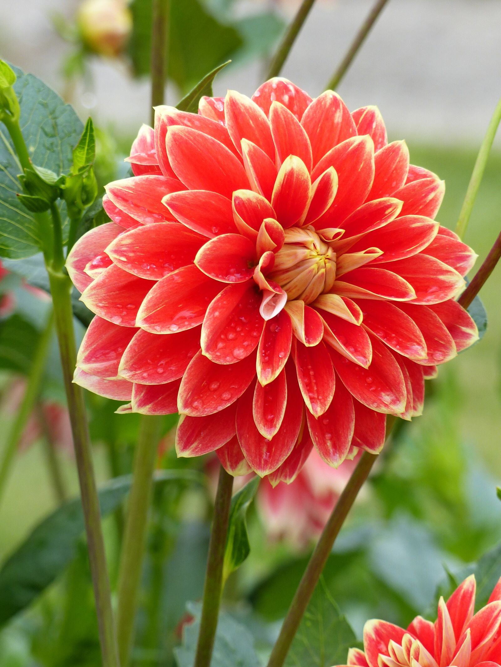 Panasonic Lumix DMC-FZ200 sample photo. Dahlia, flowers, colors photography