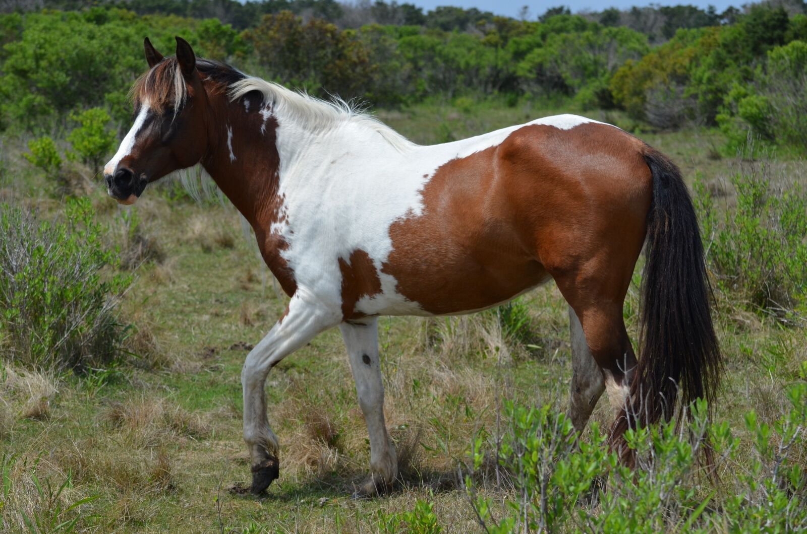 Nikon D5100 sample photo. Horse, feral, wildlife photography