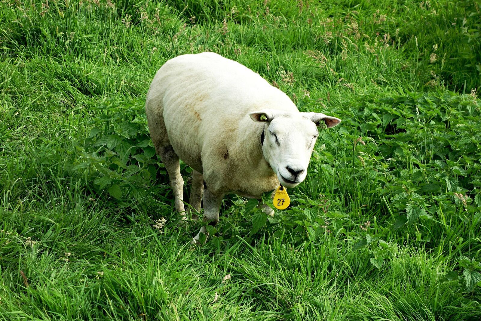 Sony Cyber-shot DSC-RX100 sample photo. Sheep, animal, mammal photography