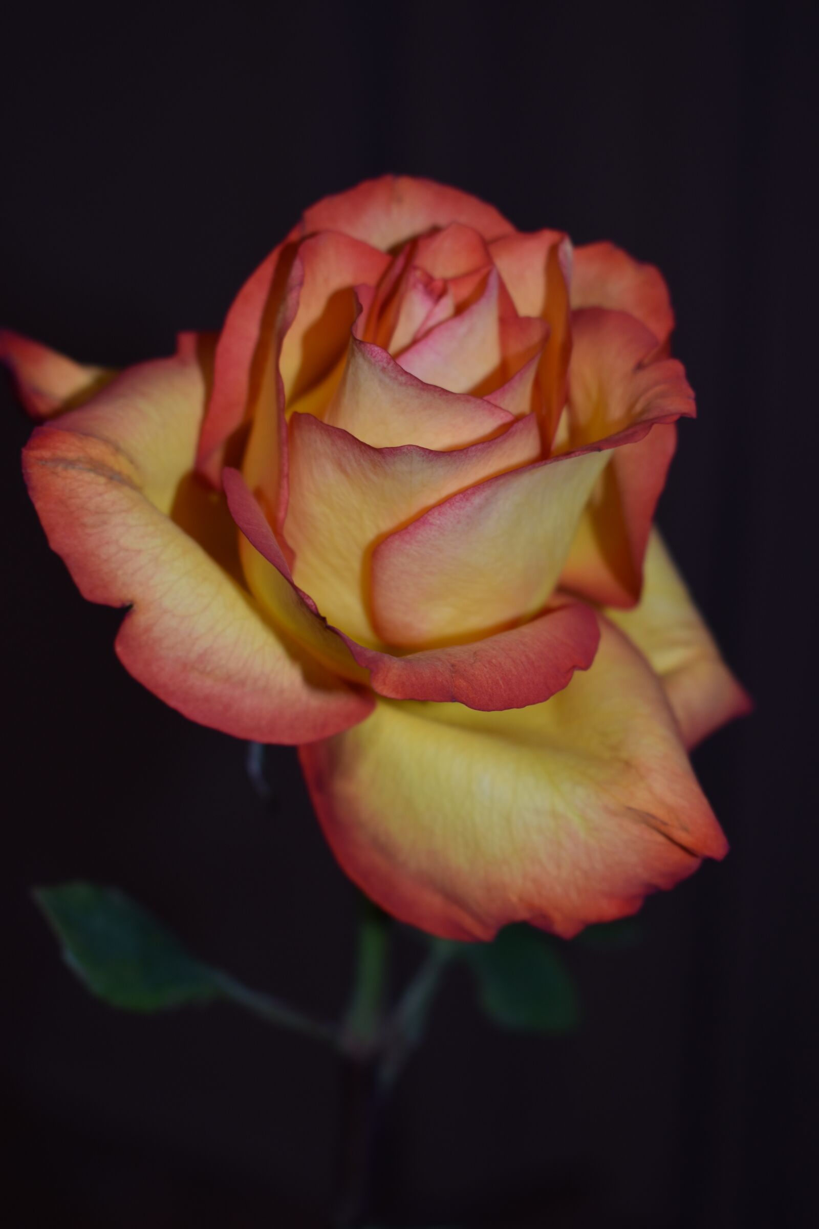 Nikon D3500 sample photo. Rose, flowers, petal photography