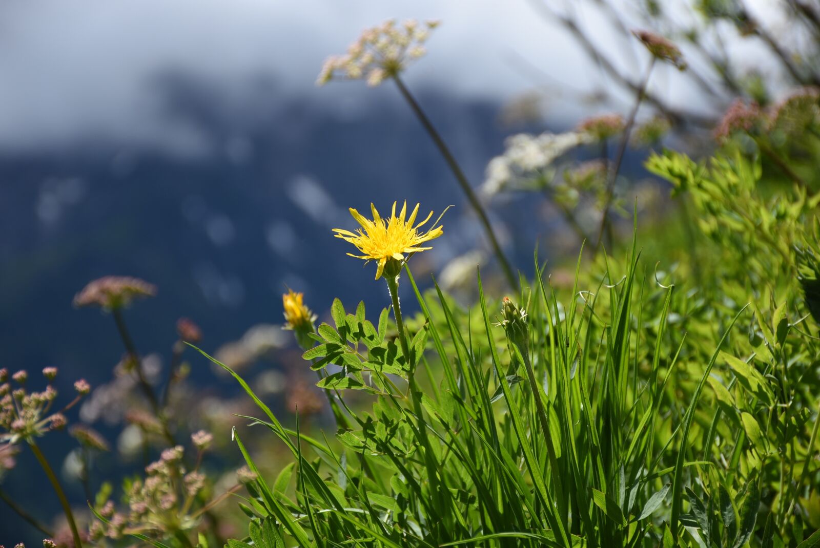 Nikon D7200 sample photo. Yellow flower, mountain flowers photography