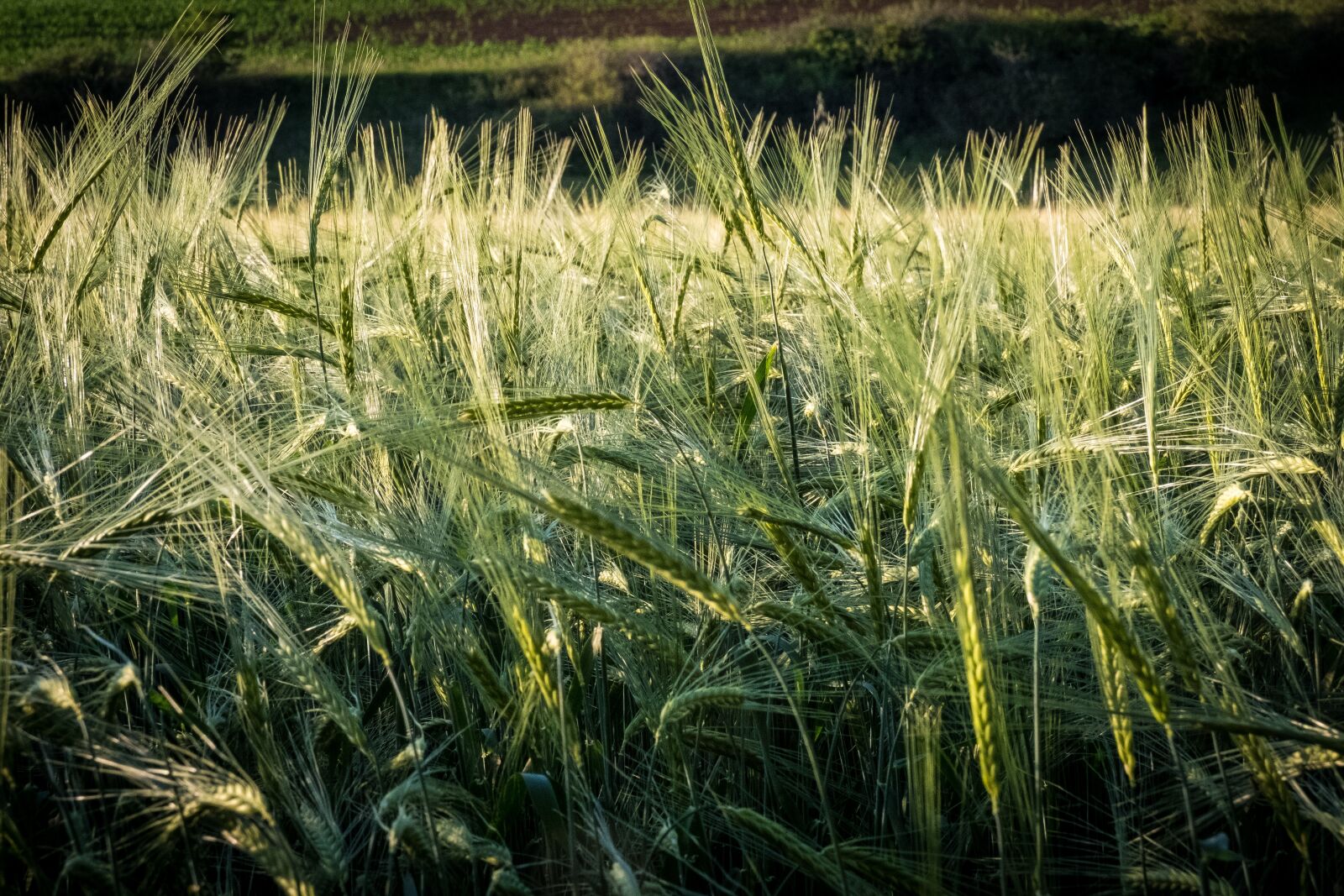 Fujifilm X-T2 sample photo. Barley, wheat, meadow photography