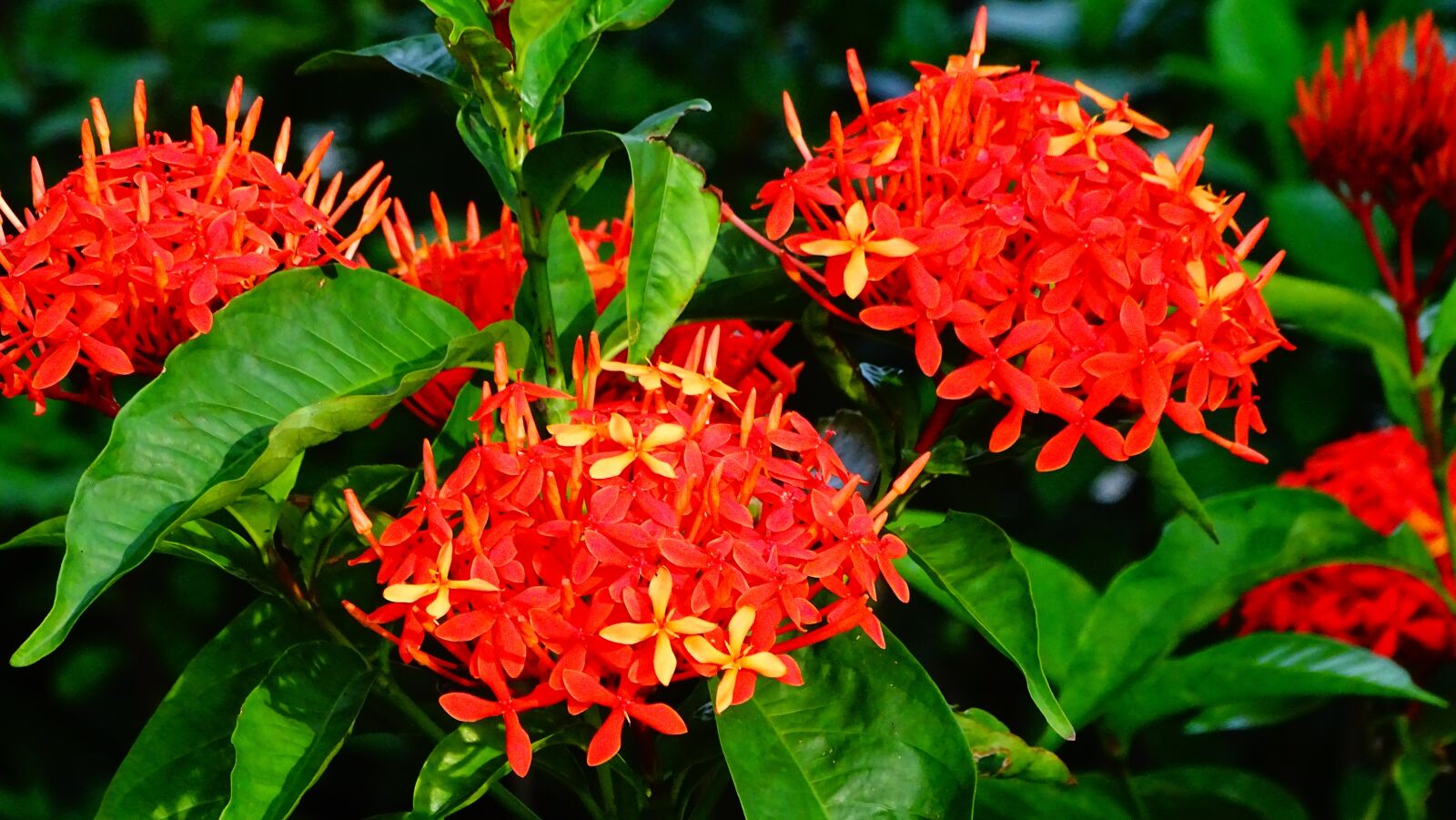 Sony Cyber-shot DSC-HX350 sample photo. Flowers, red, plant photography