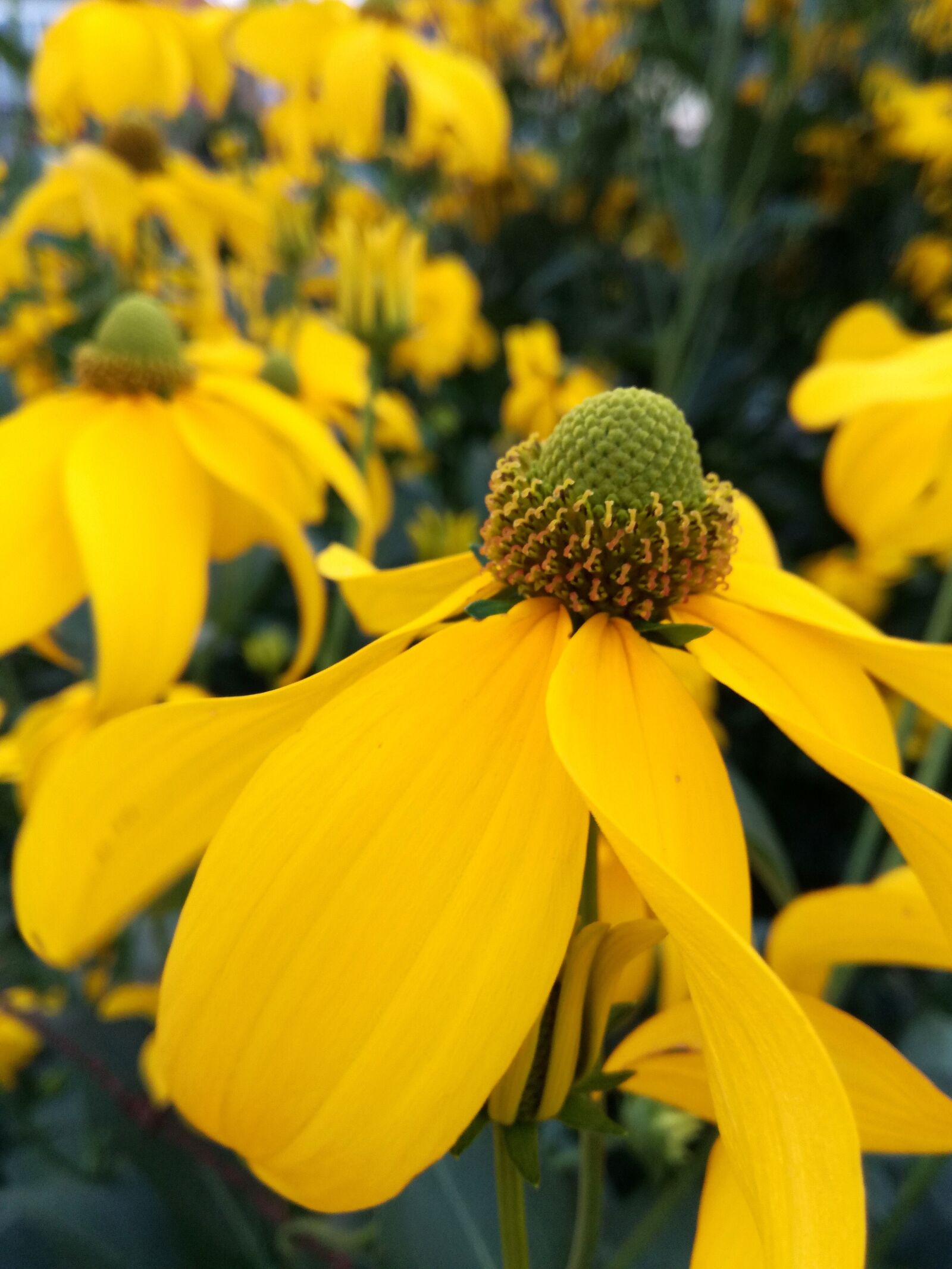 HUAWEI P9 LITE sample photo. Coneflower, langer heinrich, summer photography